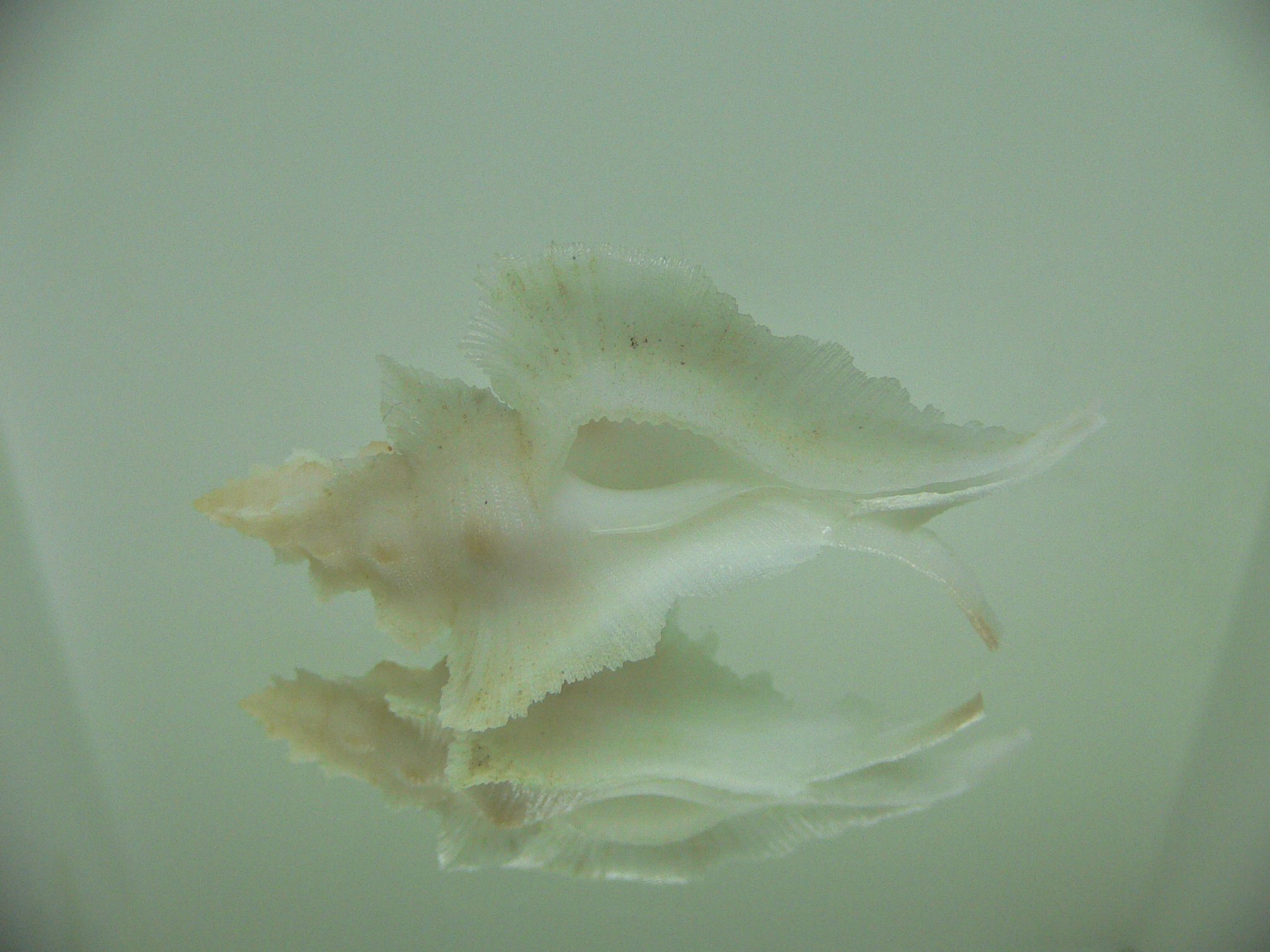 Pterynotus alatus