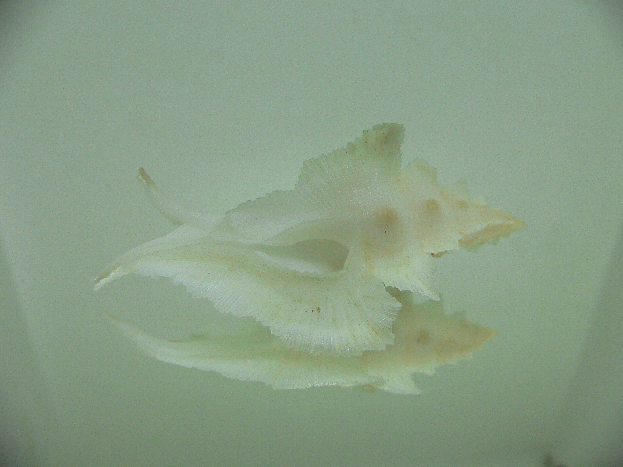 Pterynotus alatus