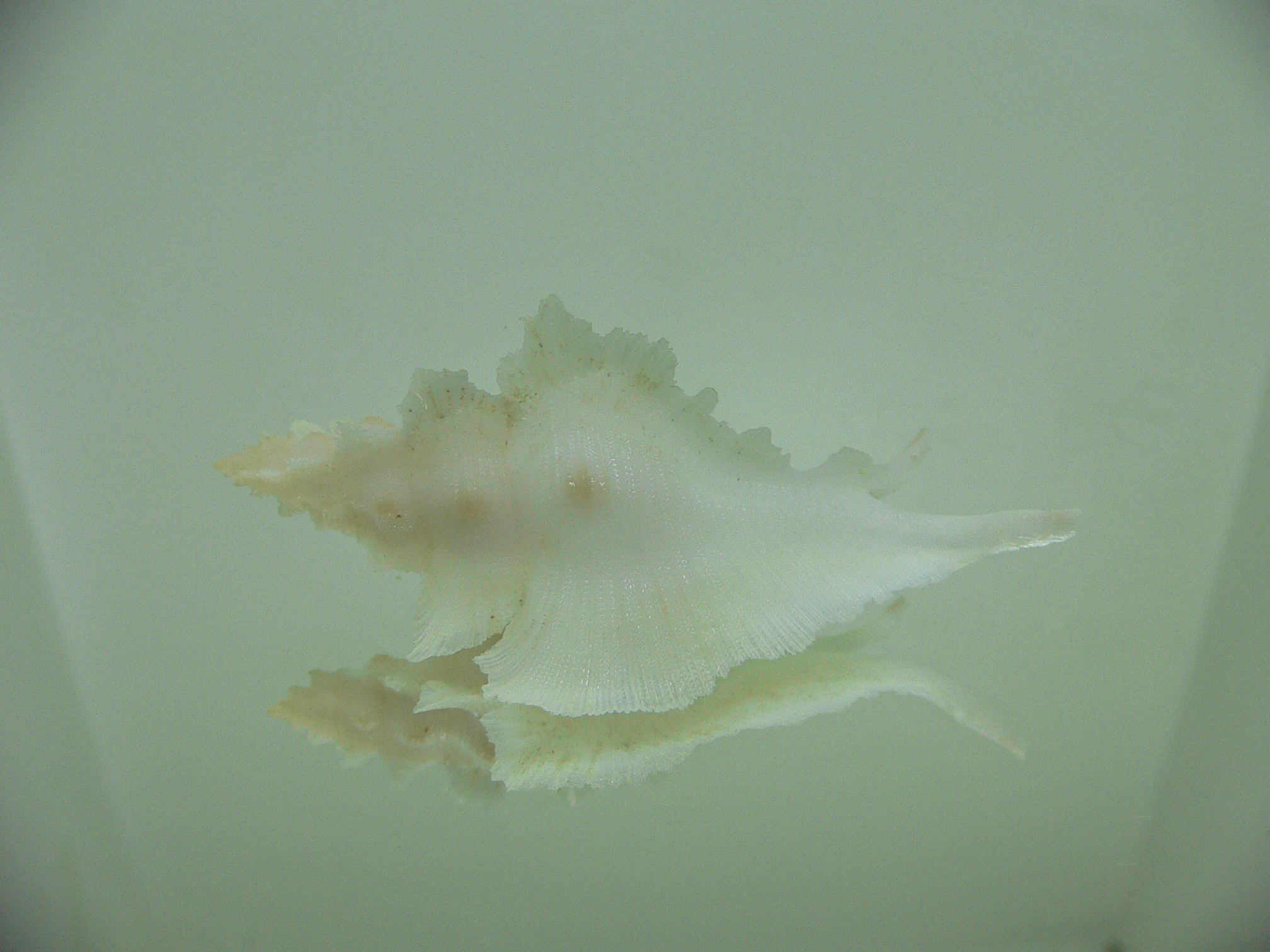 Pterynotus alatus