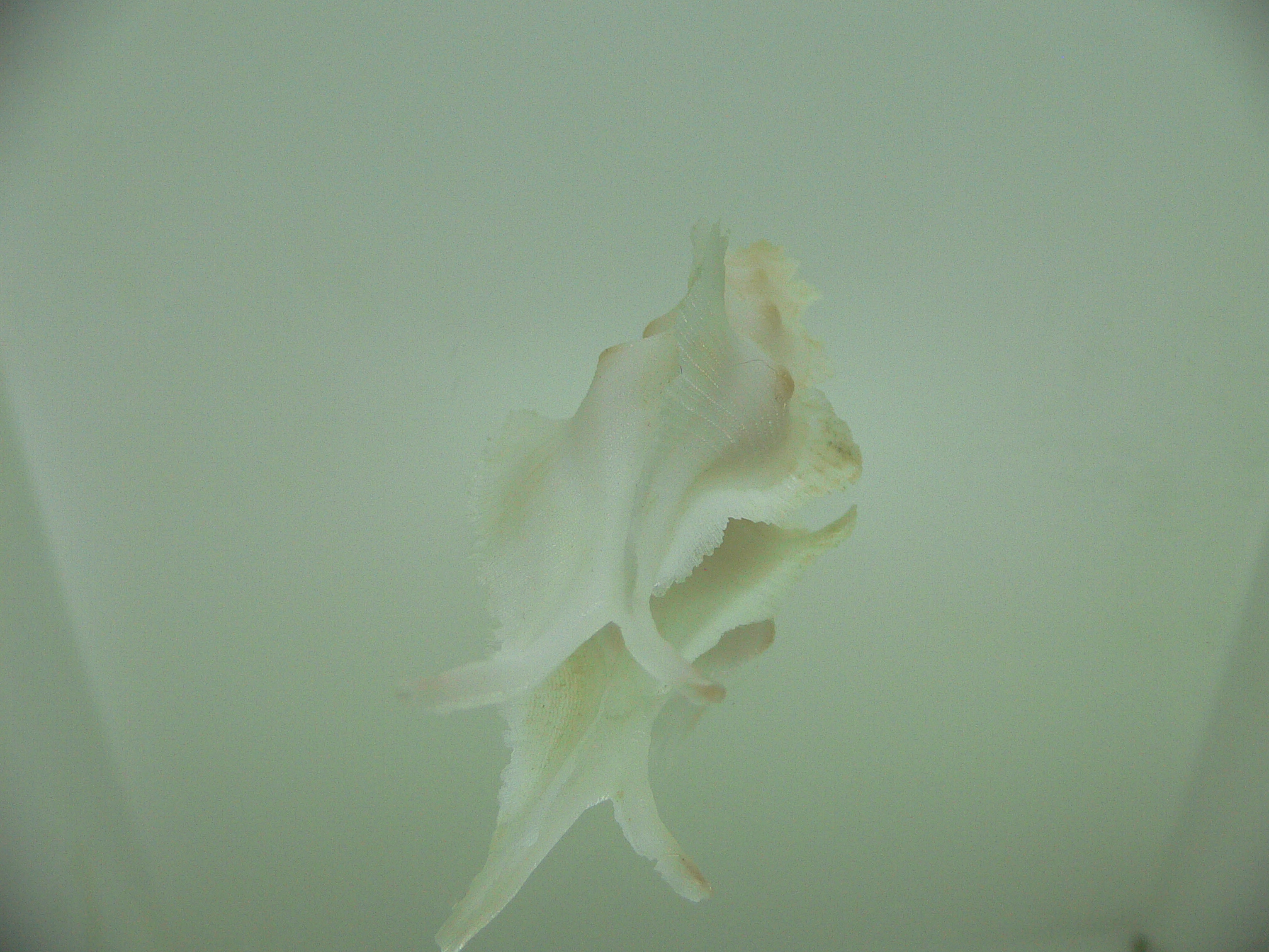 Pterynotus alatus