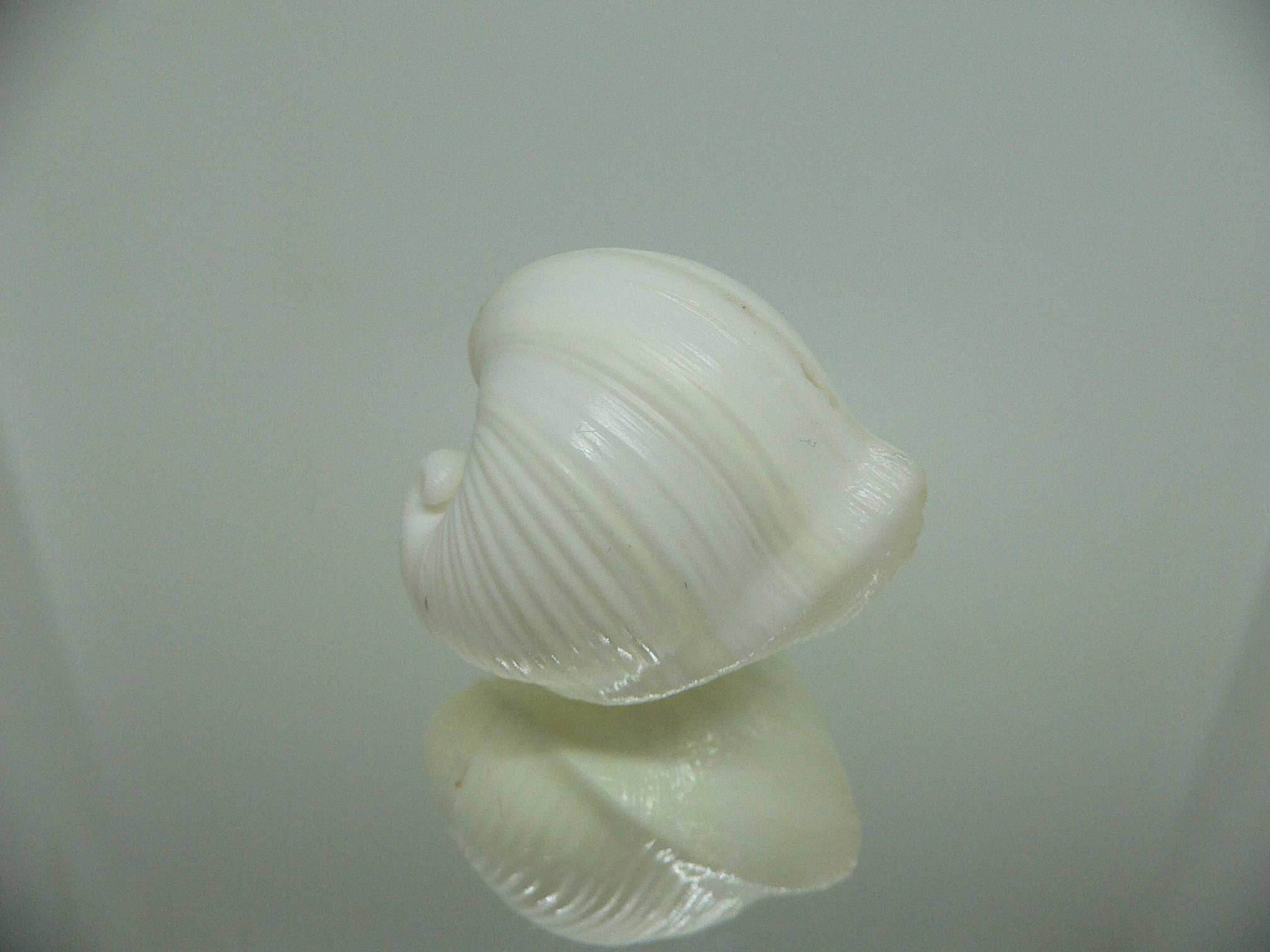 Meiocardia cumingi RELIEF