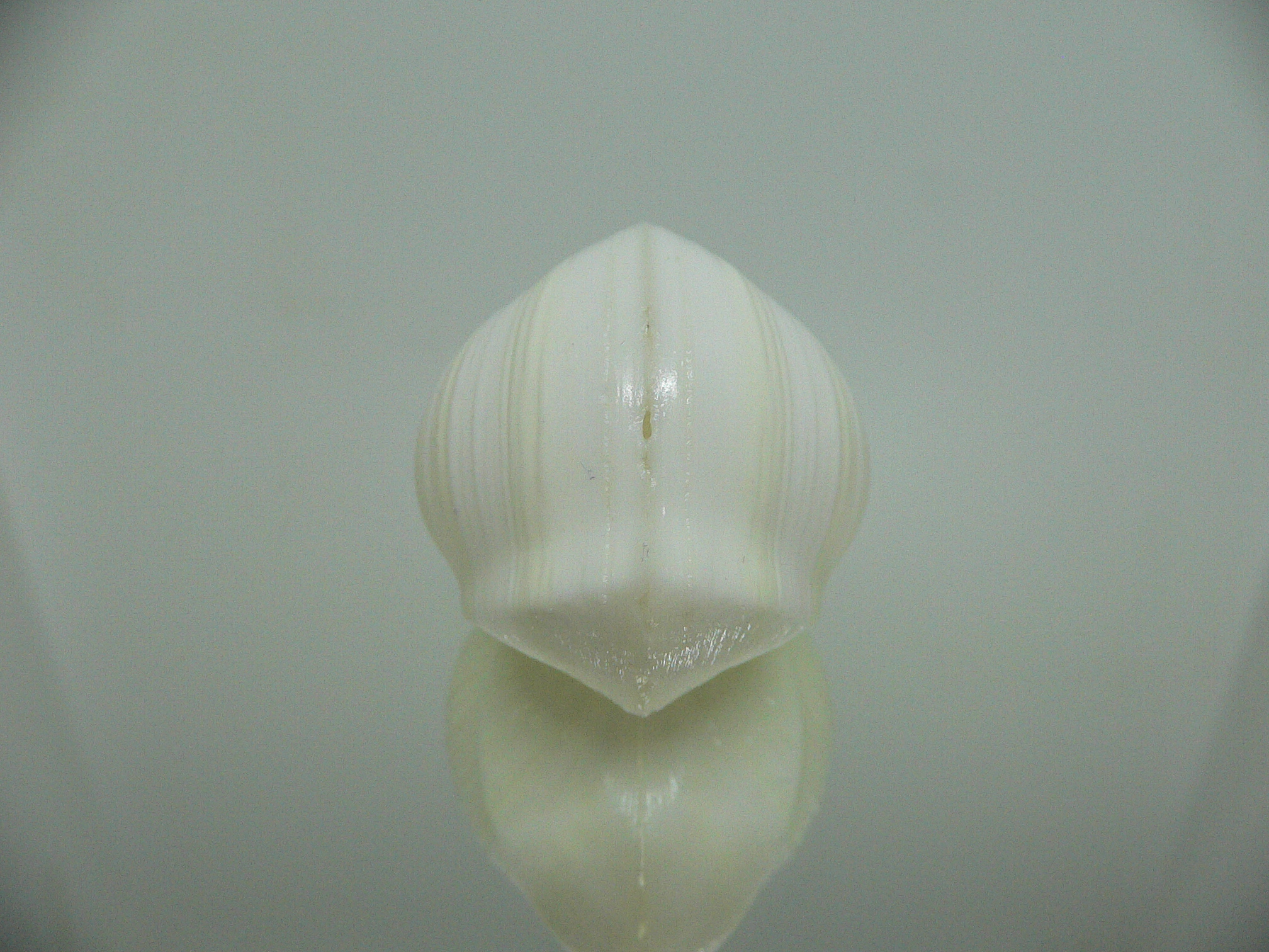 Meiocardia cumingi RELIEF