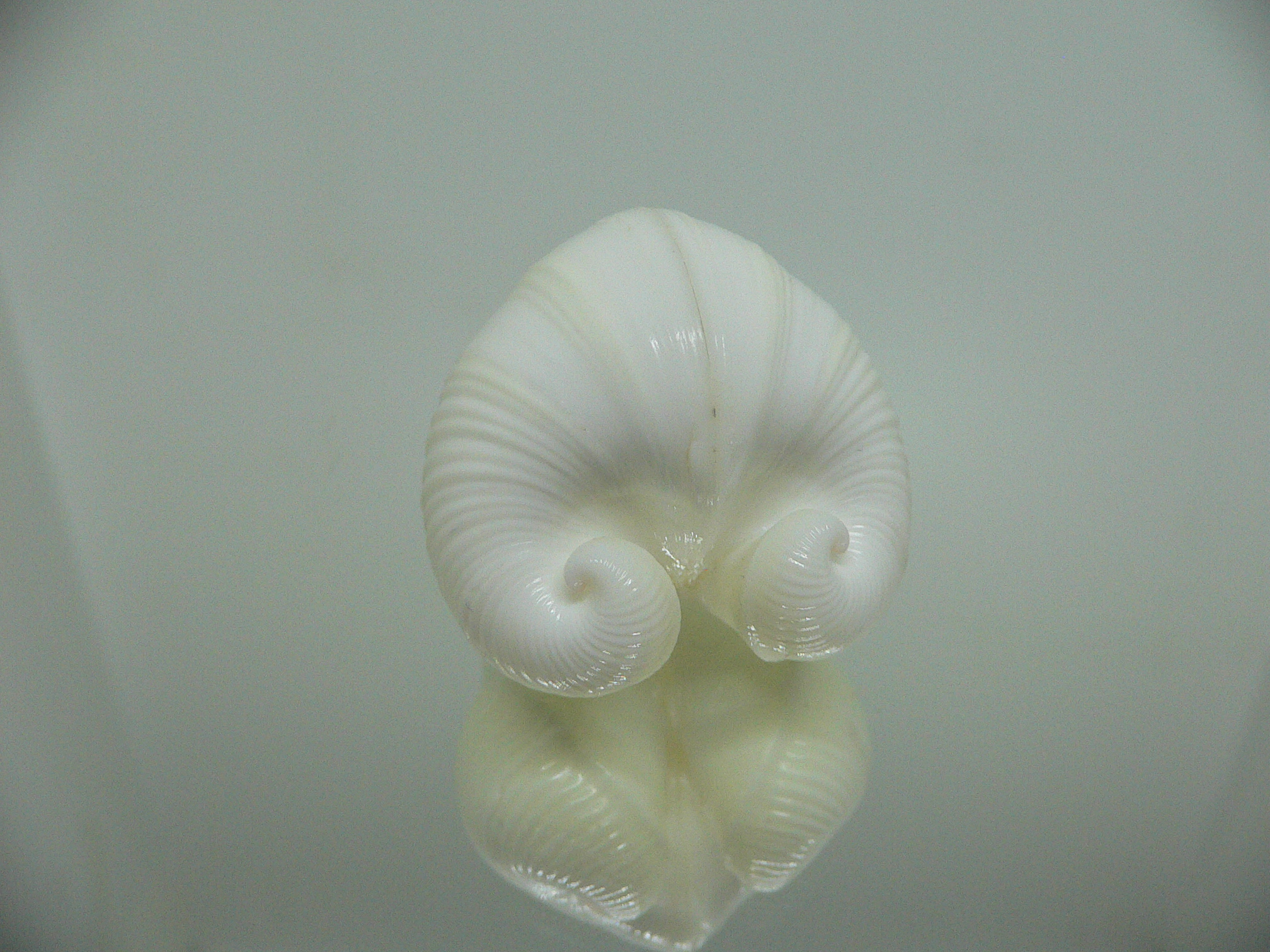 Meiocardia cumingi RELIEF