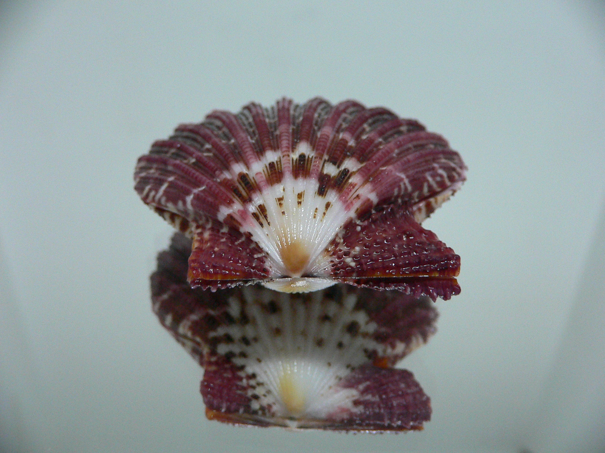 Gloripallium pallium DARK BORDO