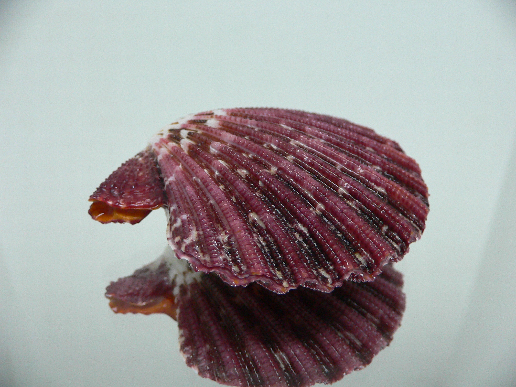 Gloripallium pallium DARK BORDO