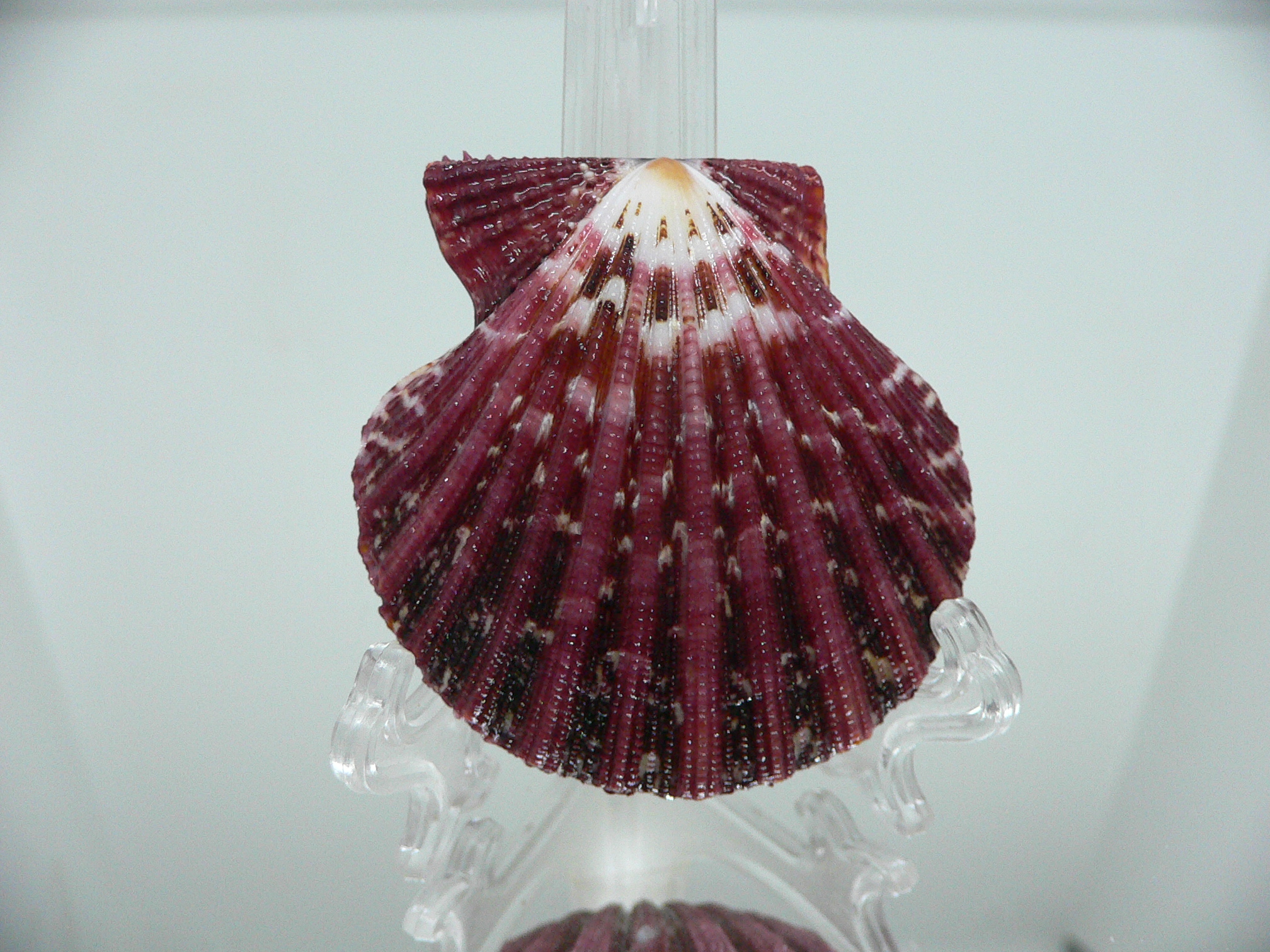 Gloripallium pallium DARK BORDO