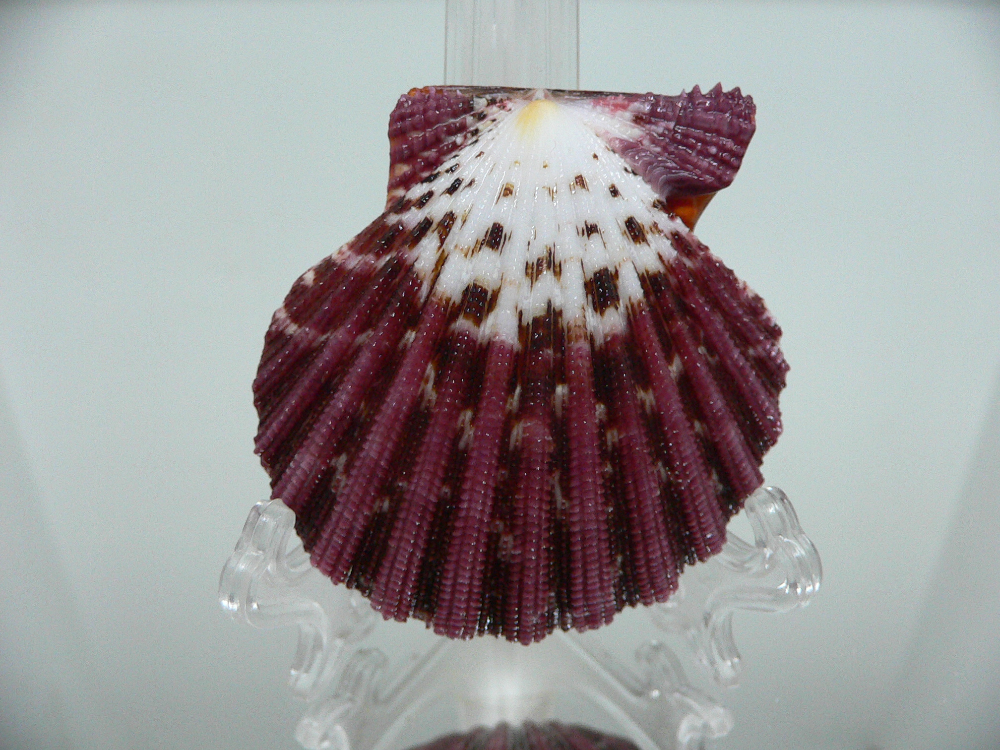 Gloripallium pallium DARK BORDO