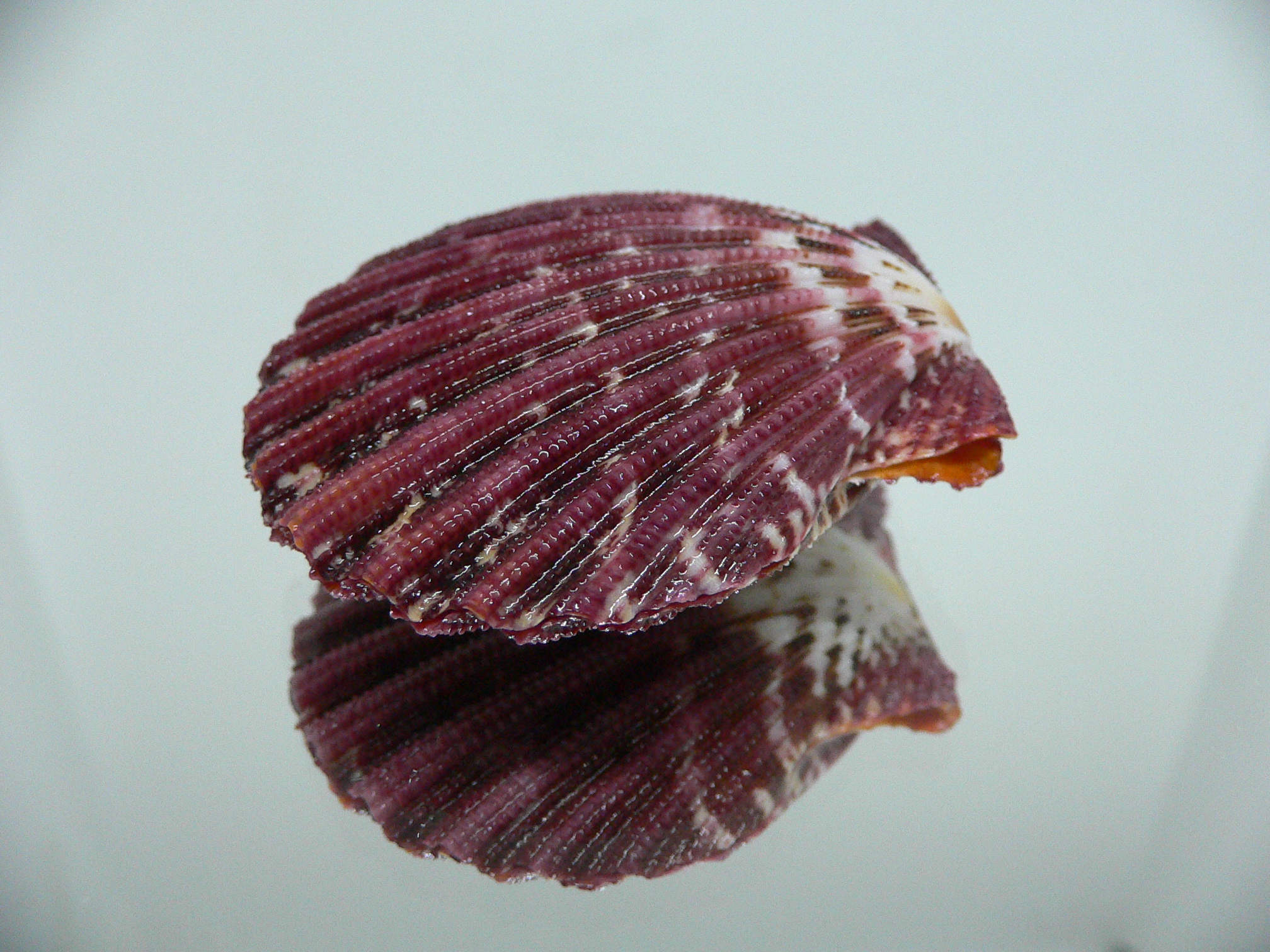 Gloripallium pallium DARK BORDO