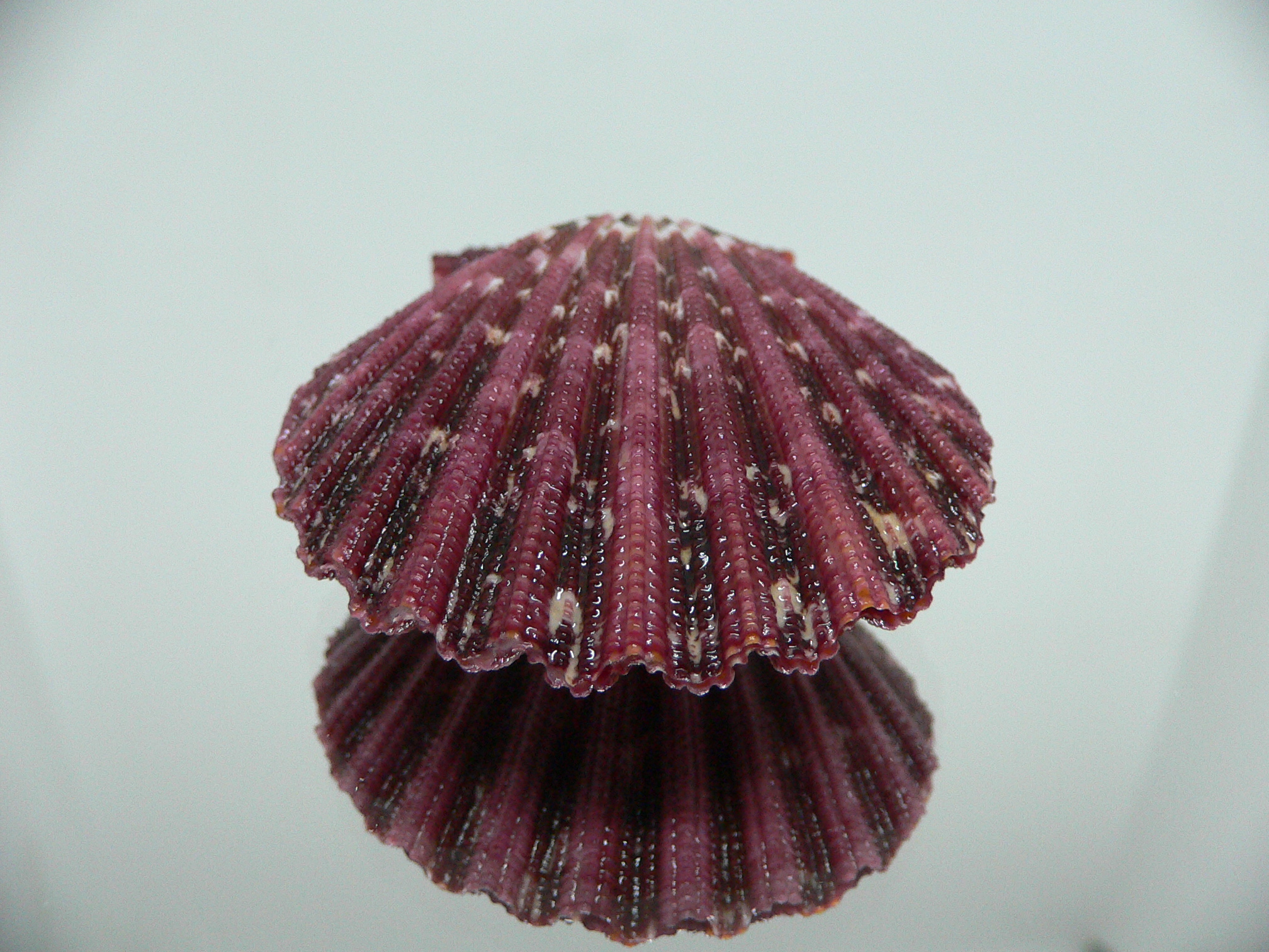 Gloripallium pallium DARK BORDO