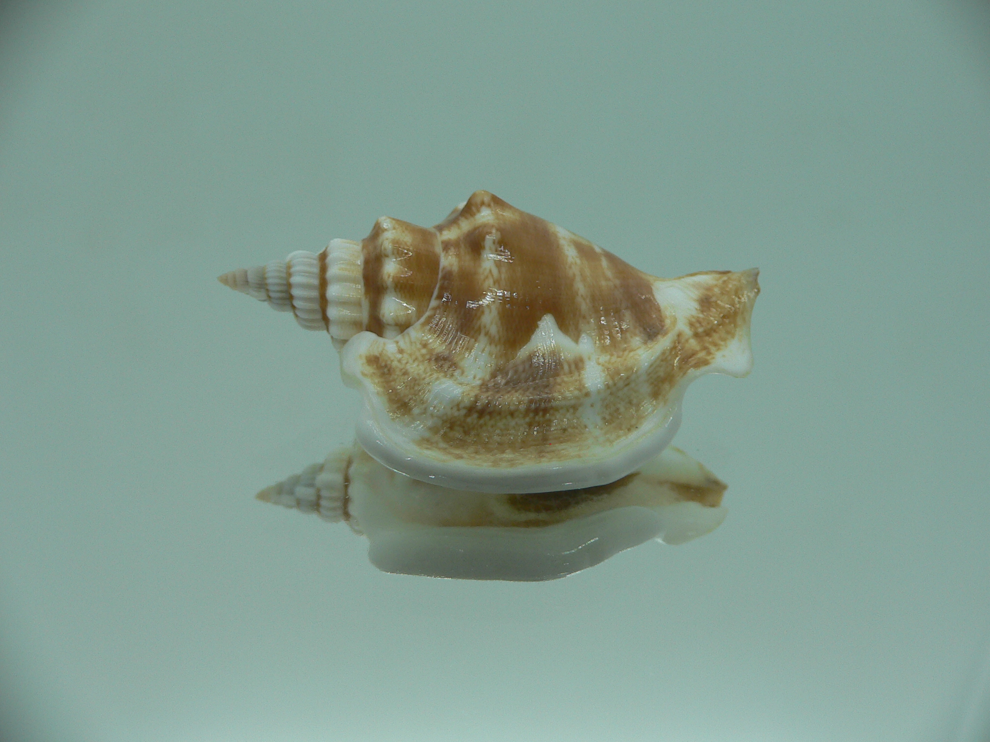 Dolomena dilatata orosmina (var.) RARE