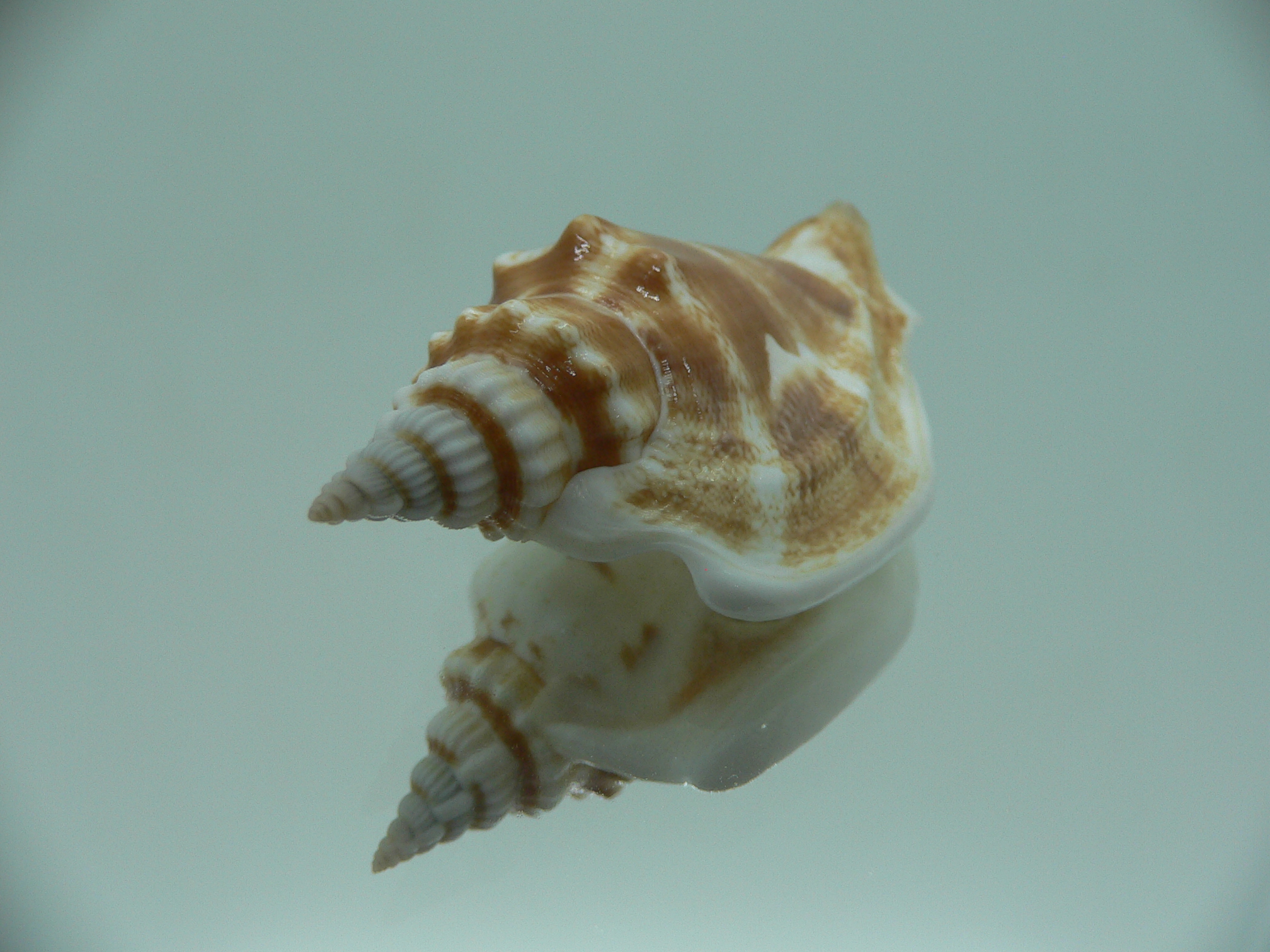 Dolomena dilatata orosmina (var.) RARE