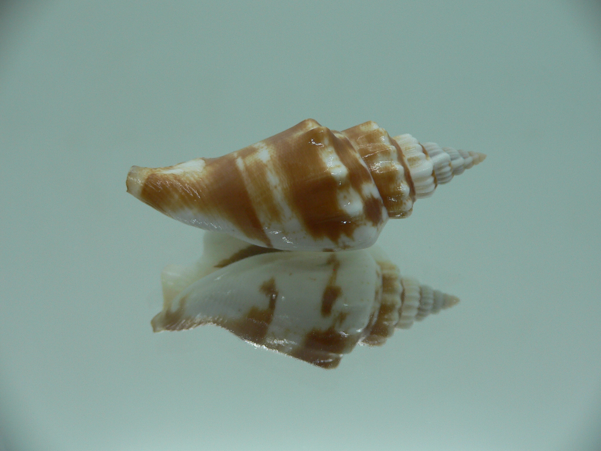 Dolomena dilatata orosmina (var.) RARE