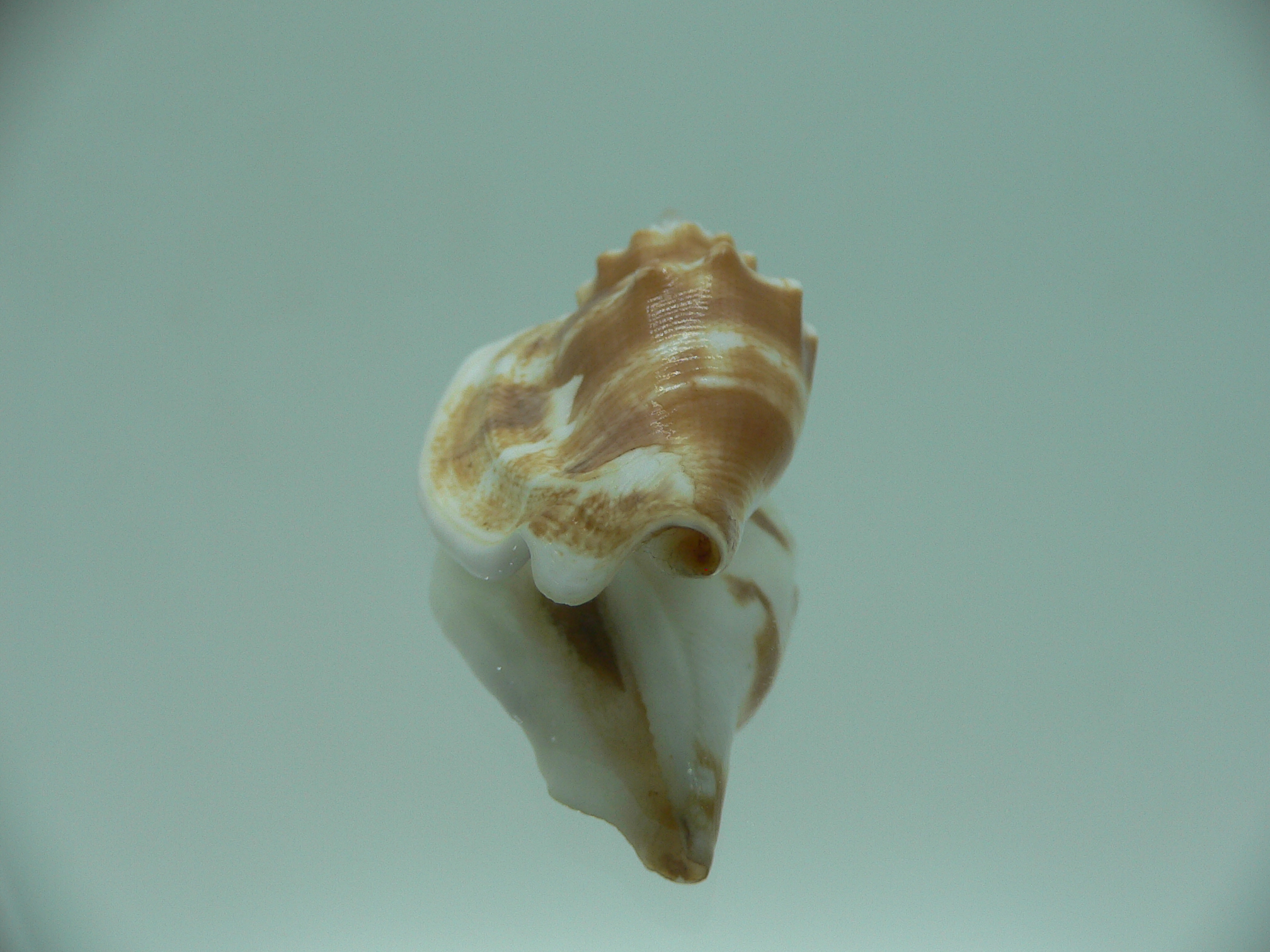 Dolomena dilatata orosmina (var.) RARE