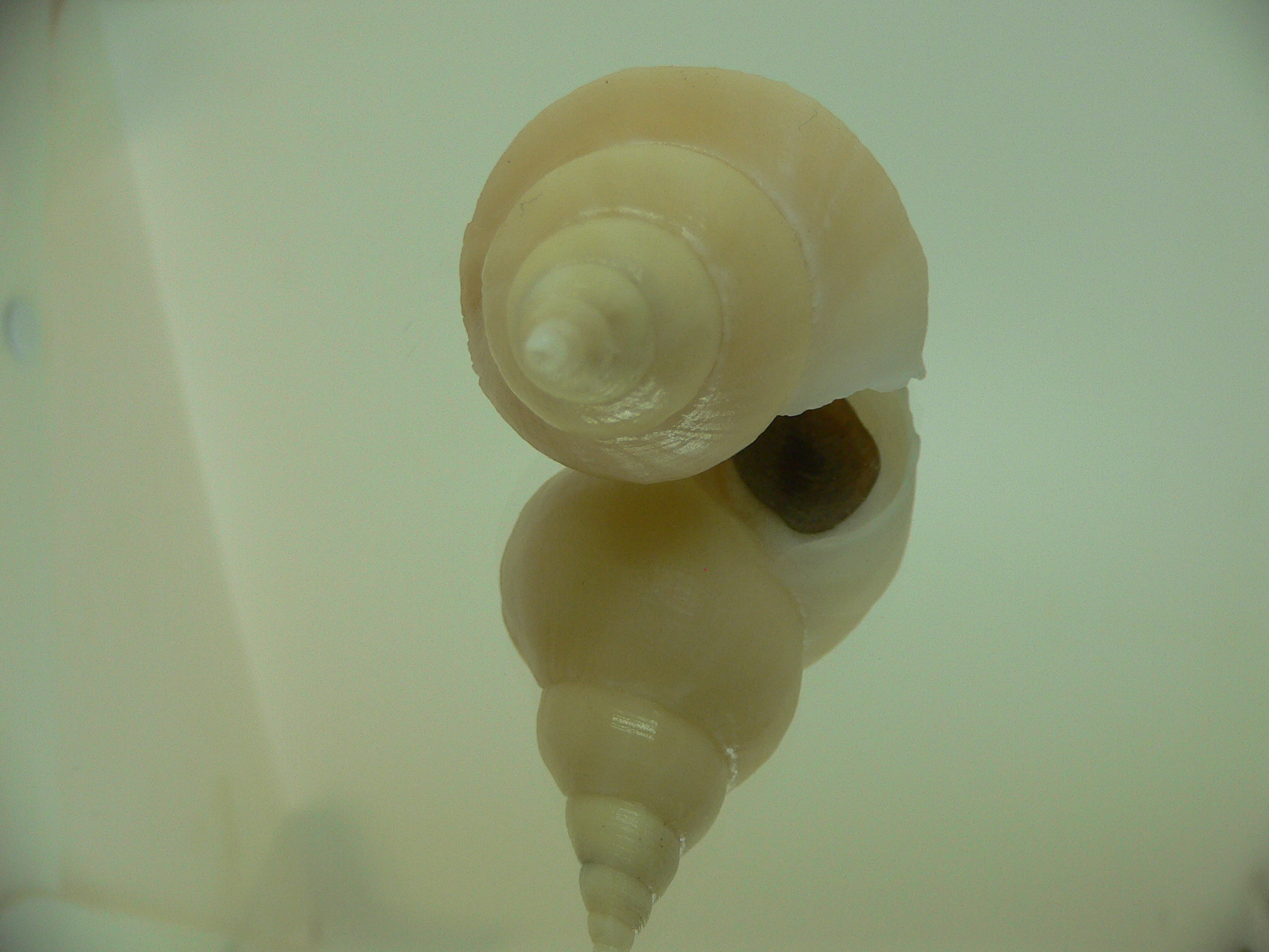 Neptunea cf. ennae VERY GOOD SIZE
