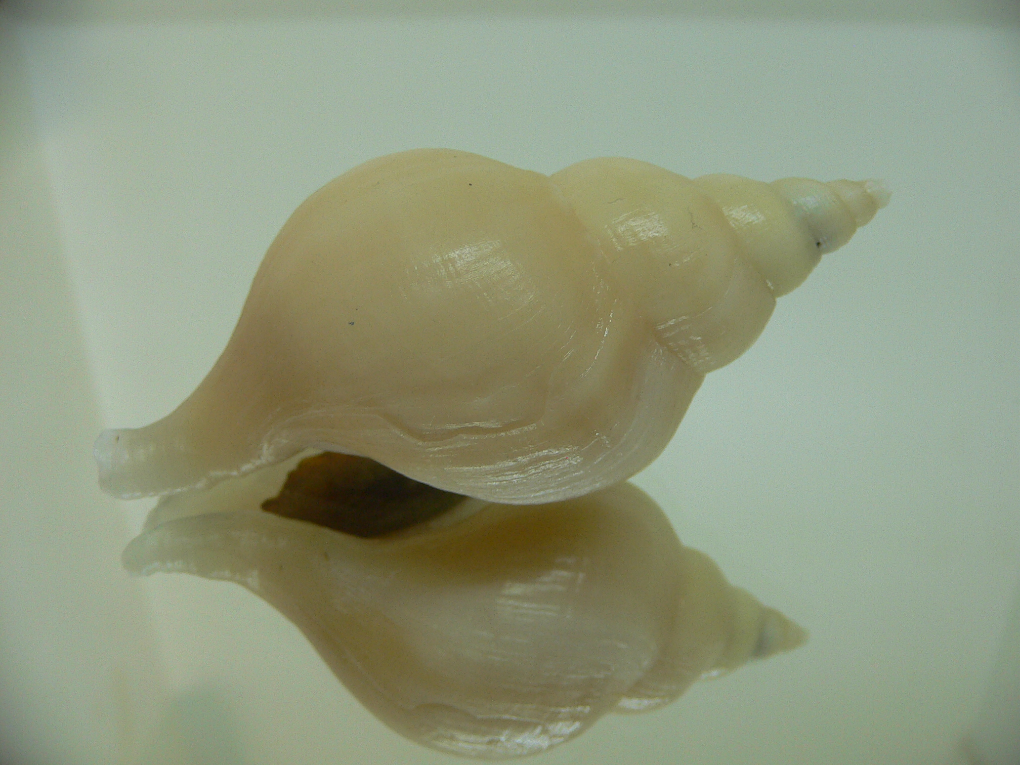 Neptunea cf. ennae VERY GOOD SIZE