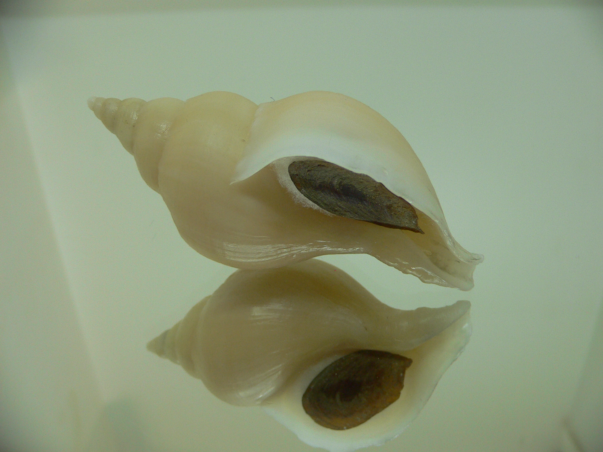 Neptunea cf. ennae VERY GOOD SIZE