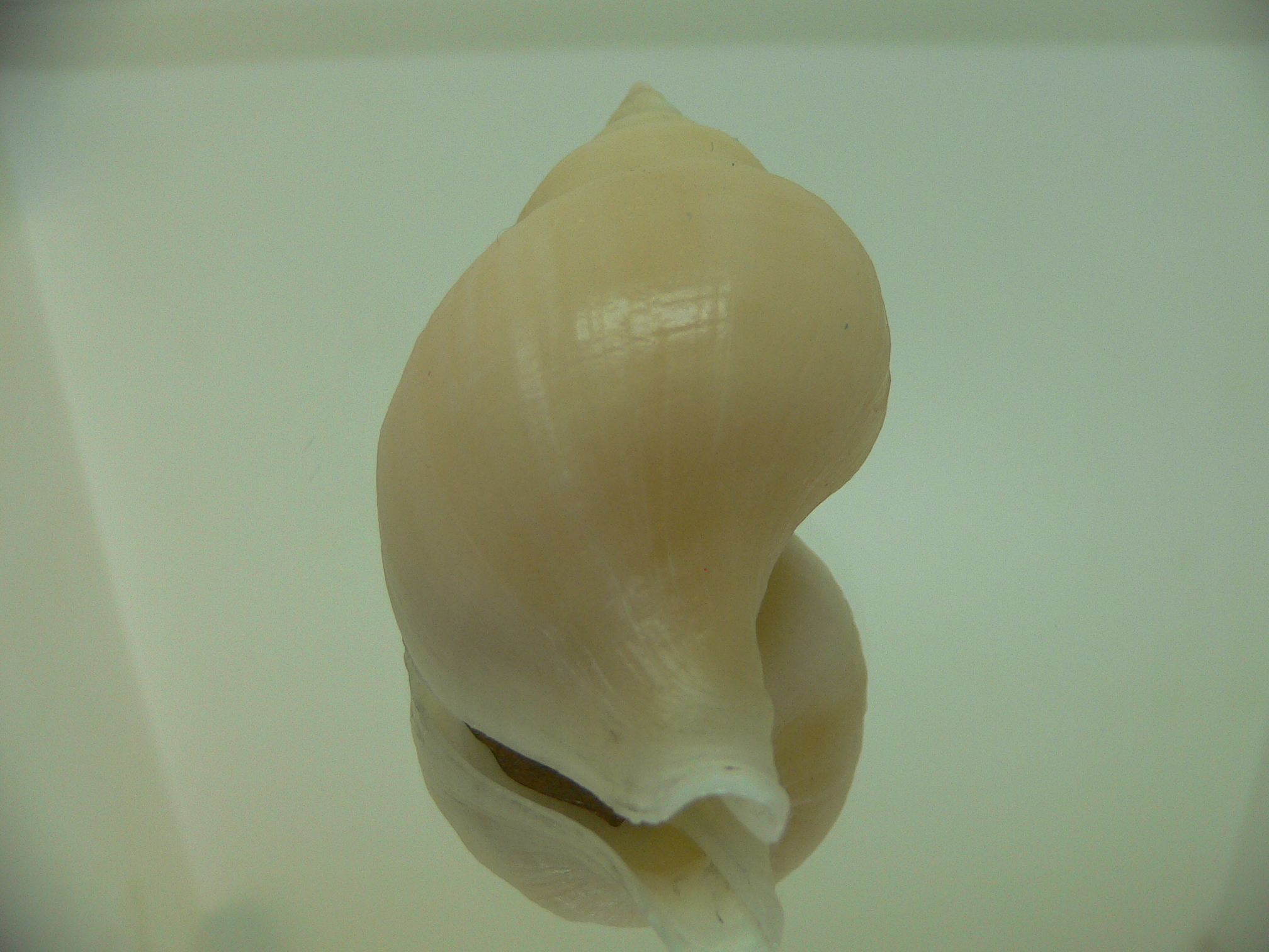 Neptunea cf. ennae VERY GOOD SIZE