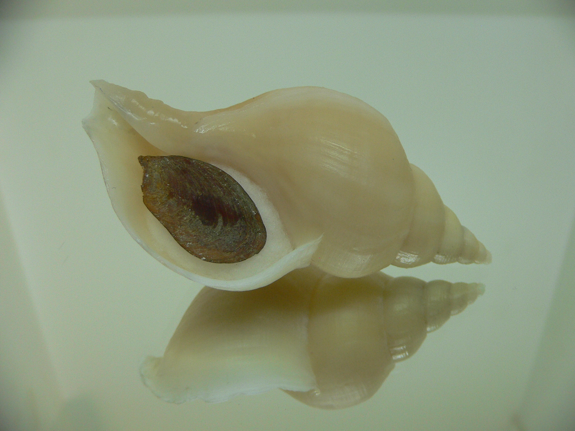 Neptunea cf. ennae VERY GOOD SIZE