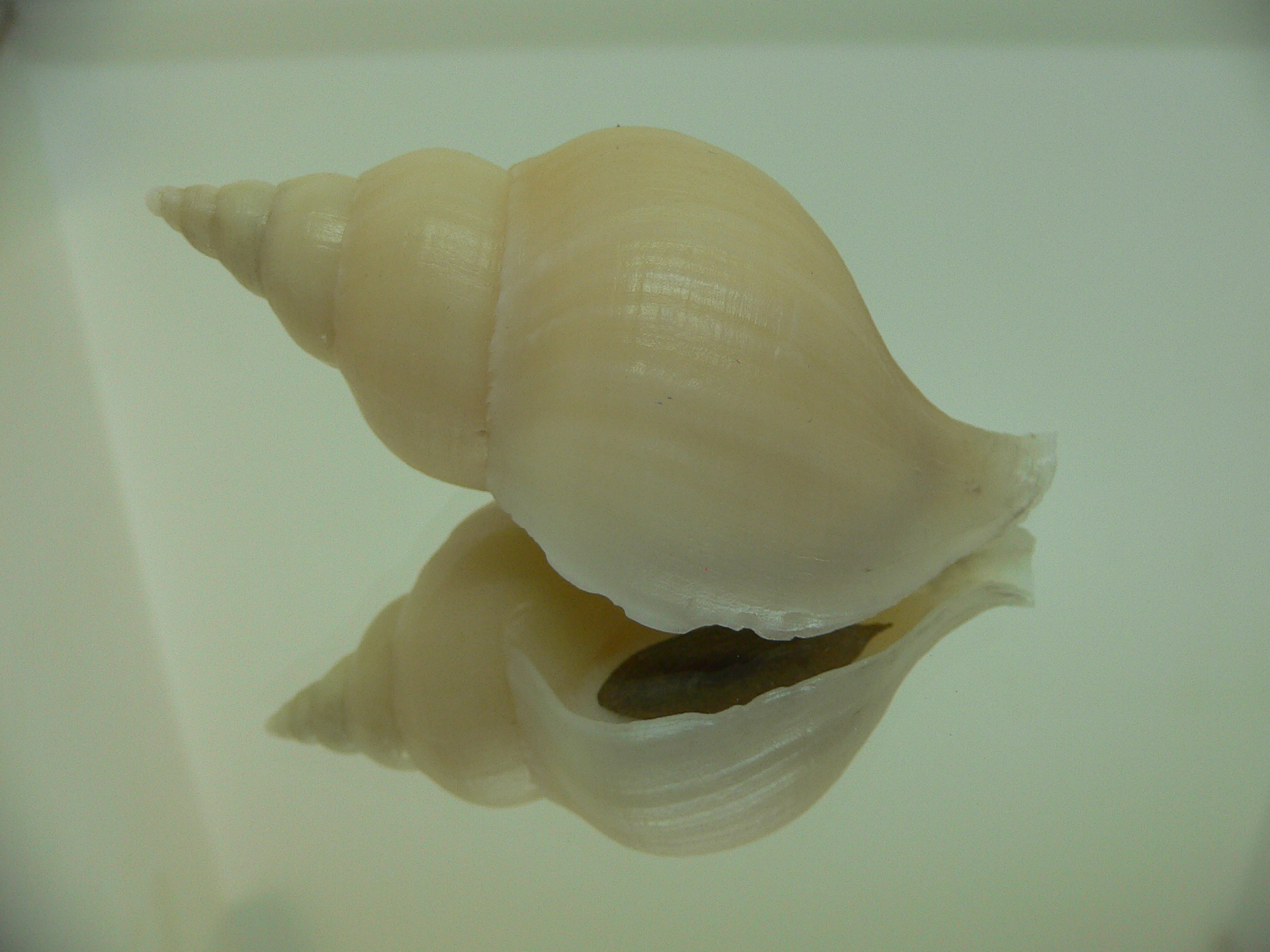 Neptunea cf. ennae VERY GOOD SIZE
