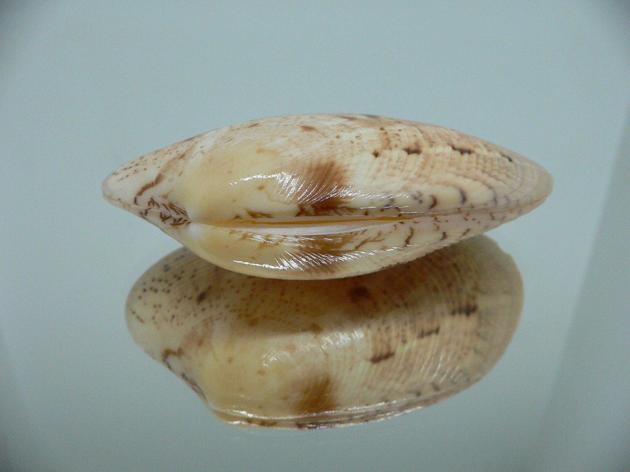 Tapes literatus BIG & LIGHT COLOR