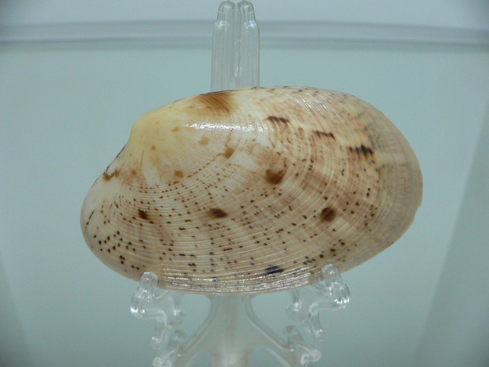 Tapes literatus BIG & LIGHT COLOR