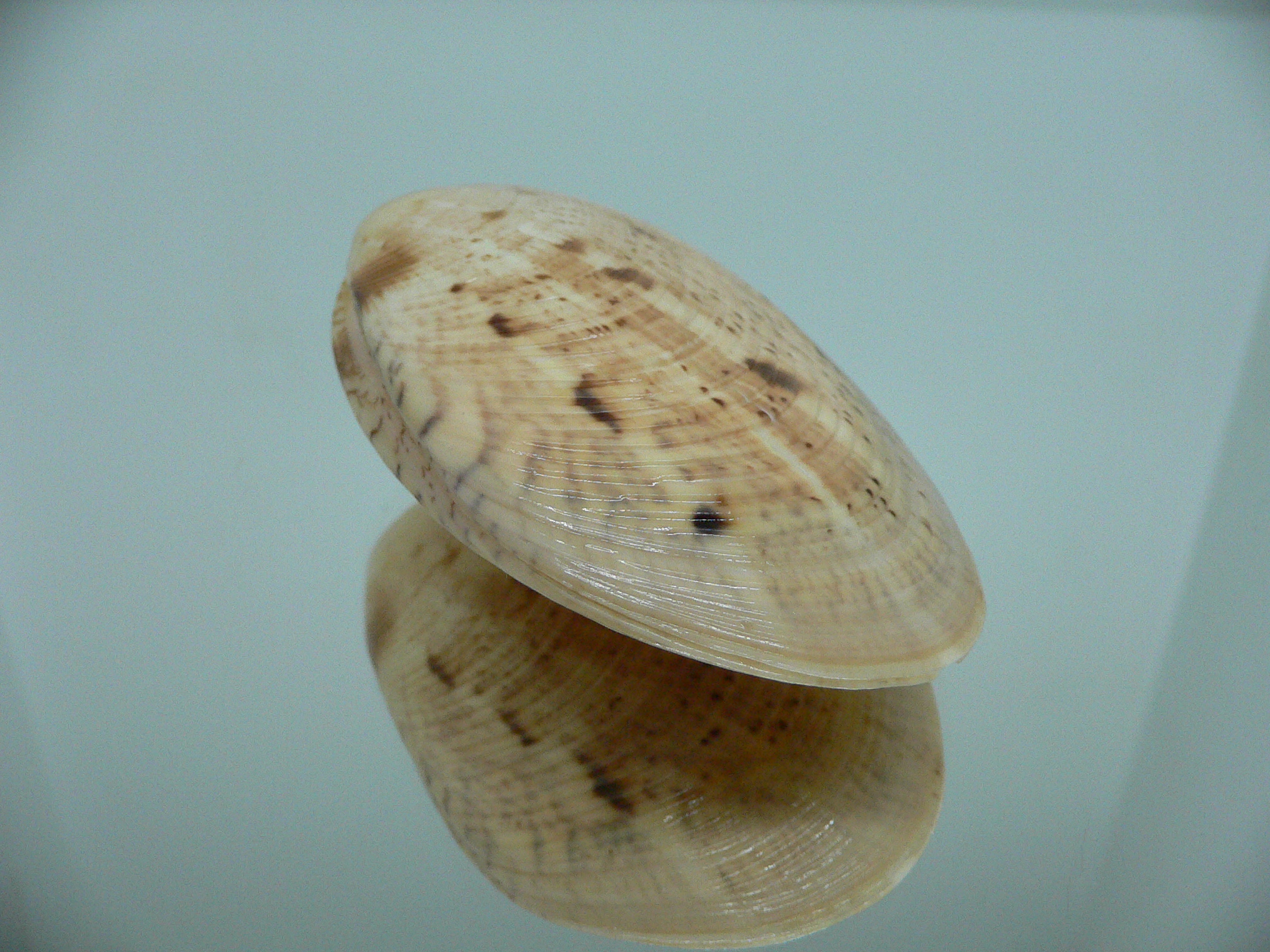 Tapes literatus BIG & LIGHT COLOR