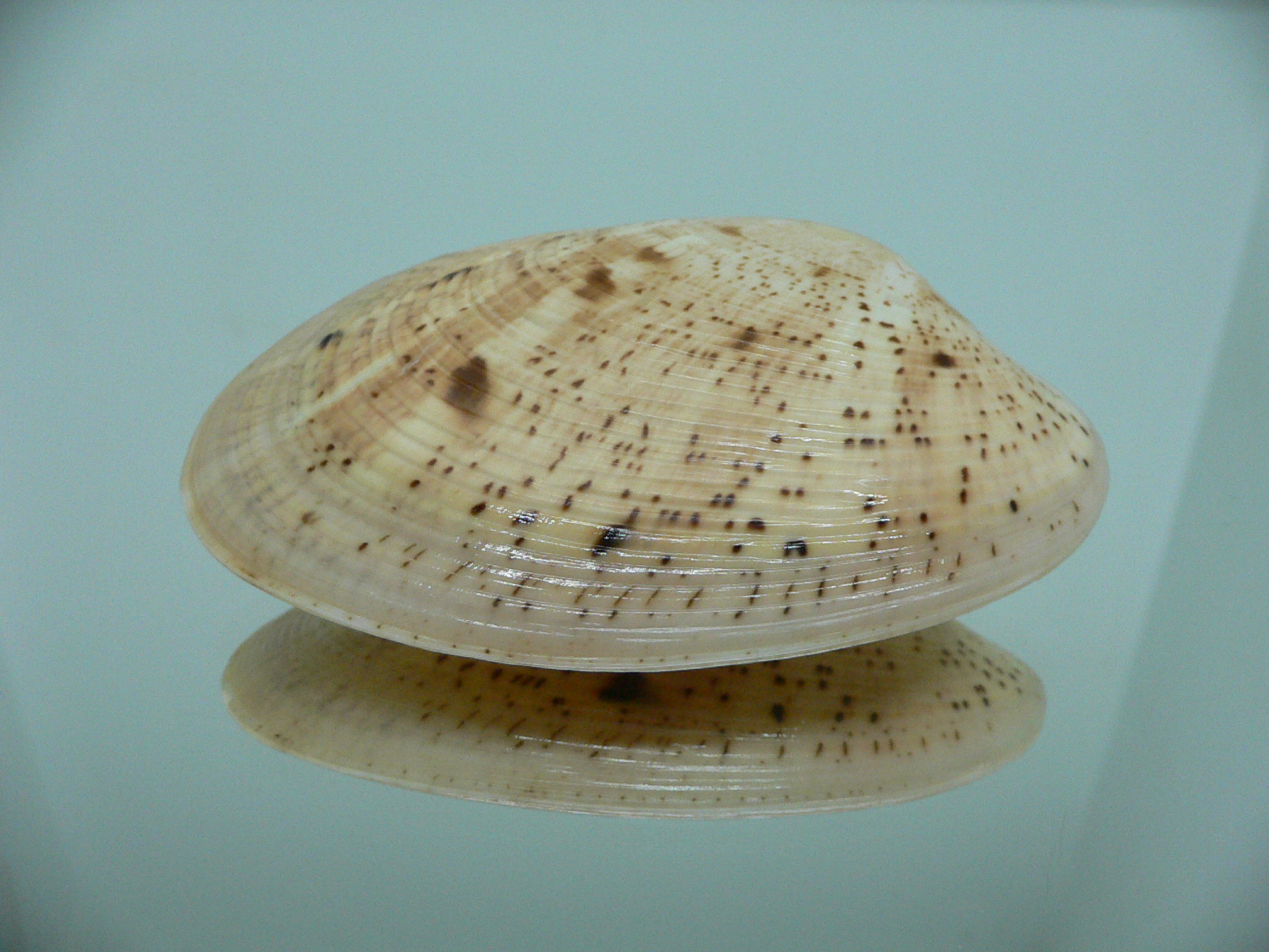 Tapes literatus BIG & LIGHT COLOR