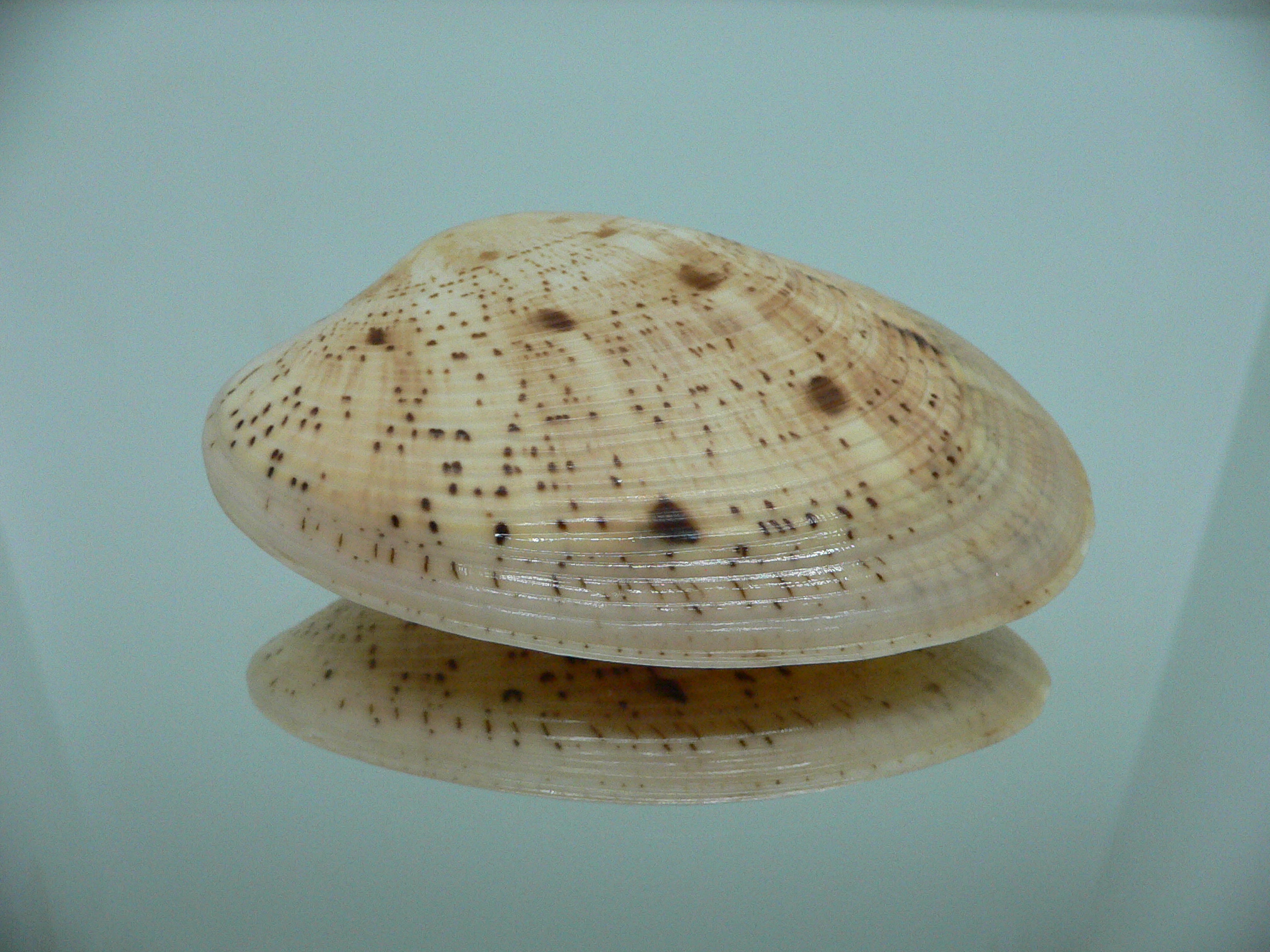 Tapes literatus BIG & LIGHT COLOR