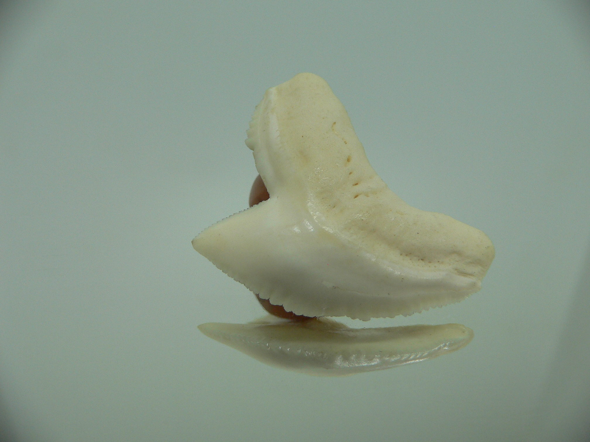 Galeocerdo cuvier Зуб ТИГРОВОЙ акулы 2