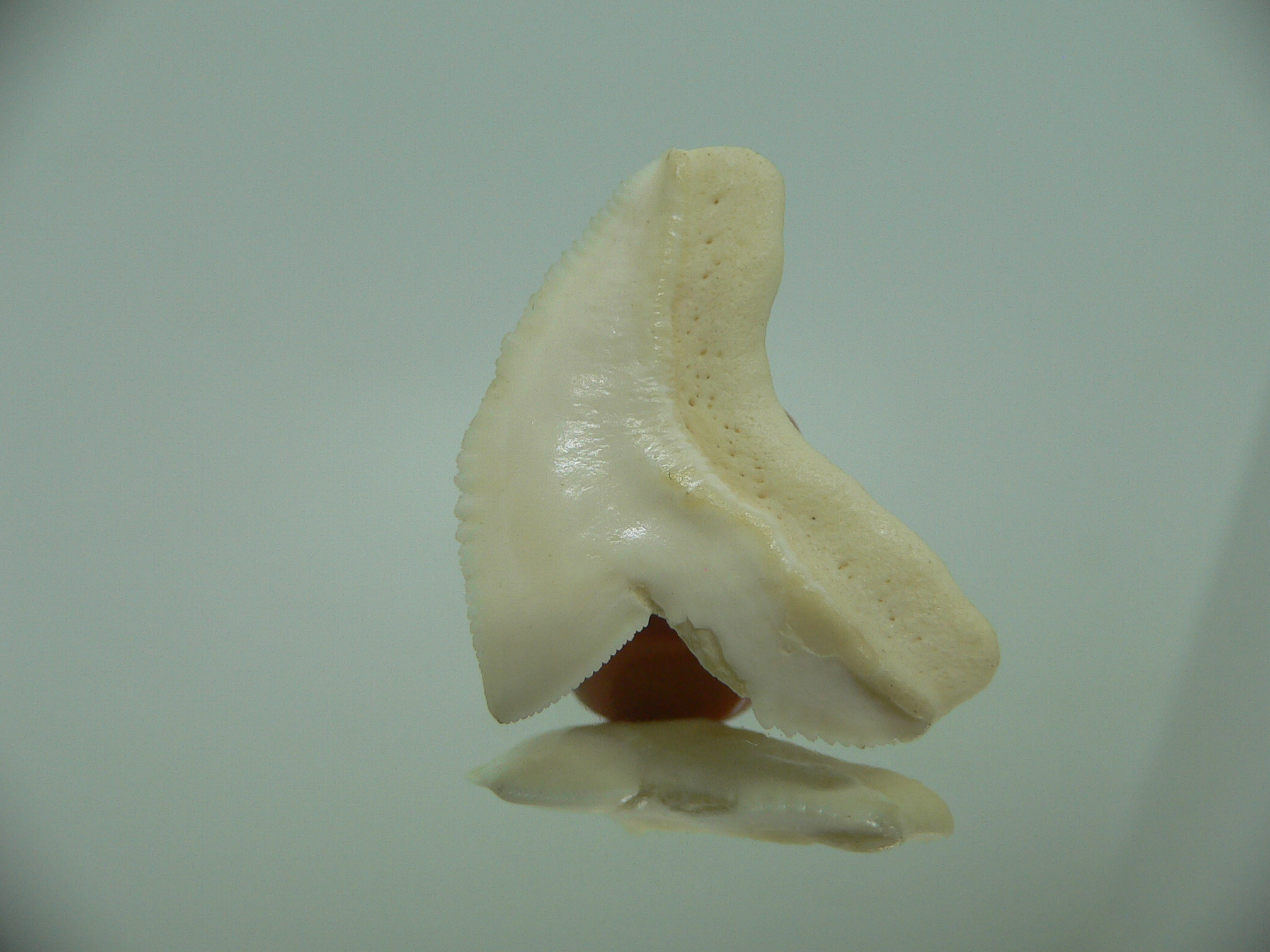 Galeocerdo cuvier Зуб ТИГРОВОЙ акулы 2