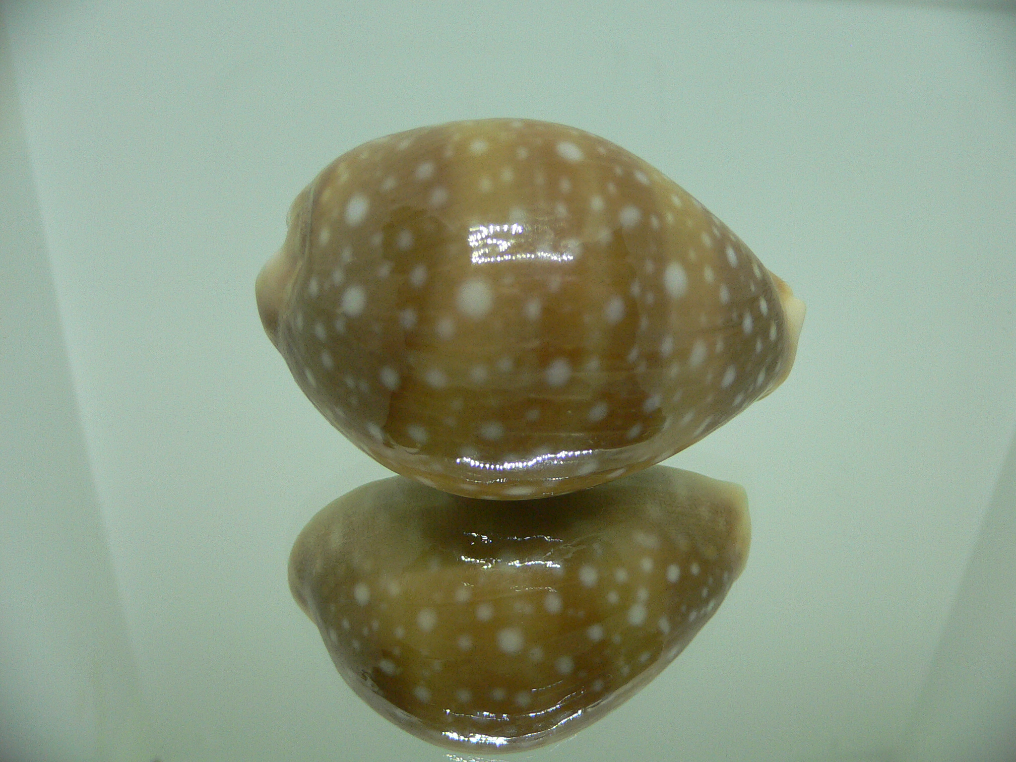 Cypraea vitellus vitellus GLOBOSE