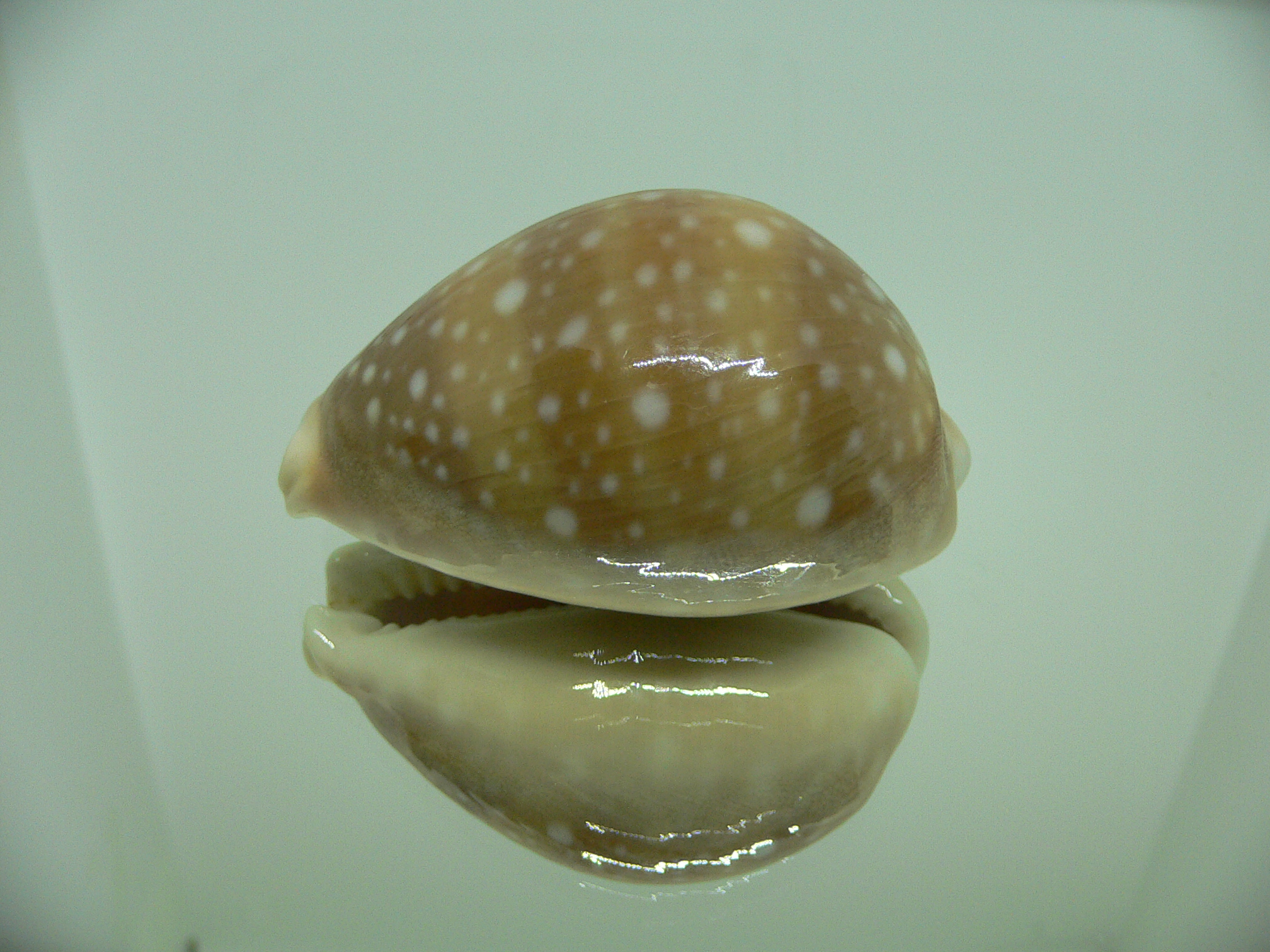 Cypraea vitellus vitellus GLOBOSE