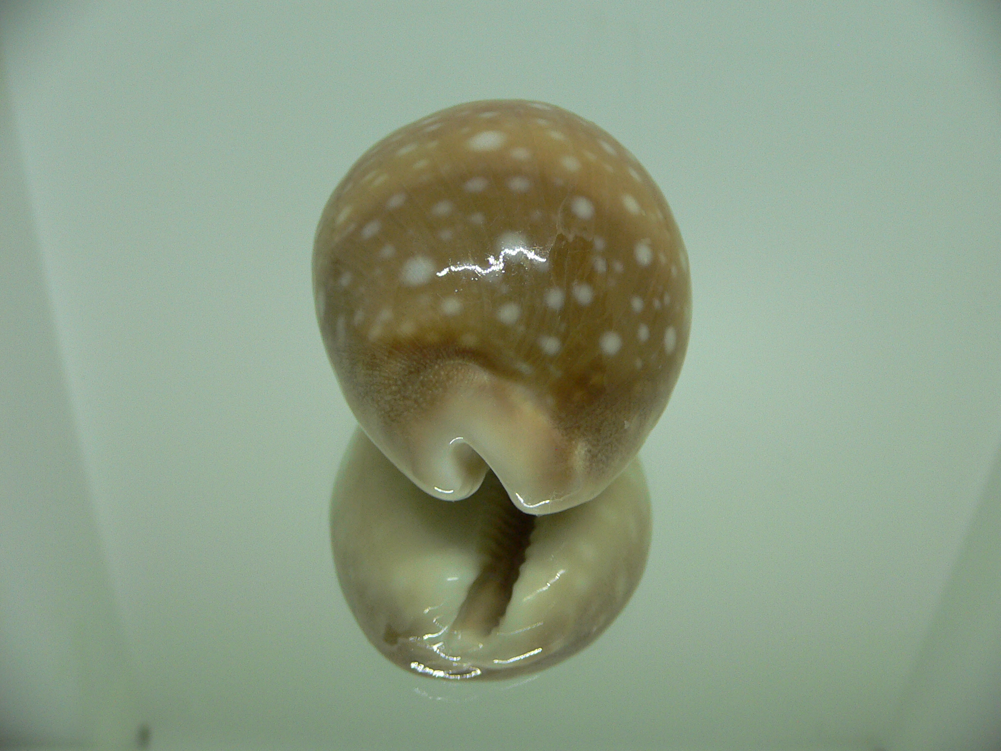 Cypraea vitellus vitellus GLOBOSE