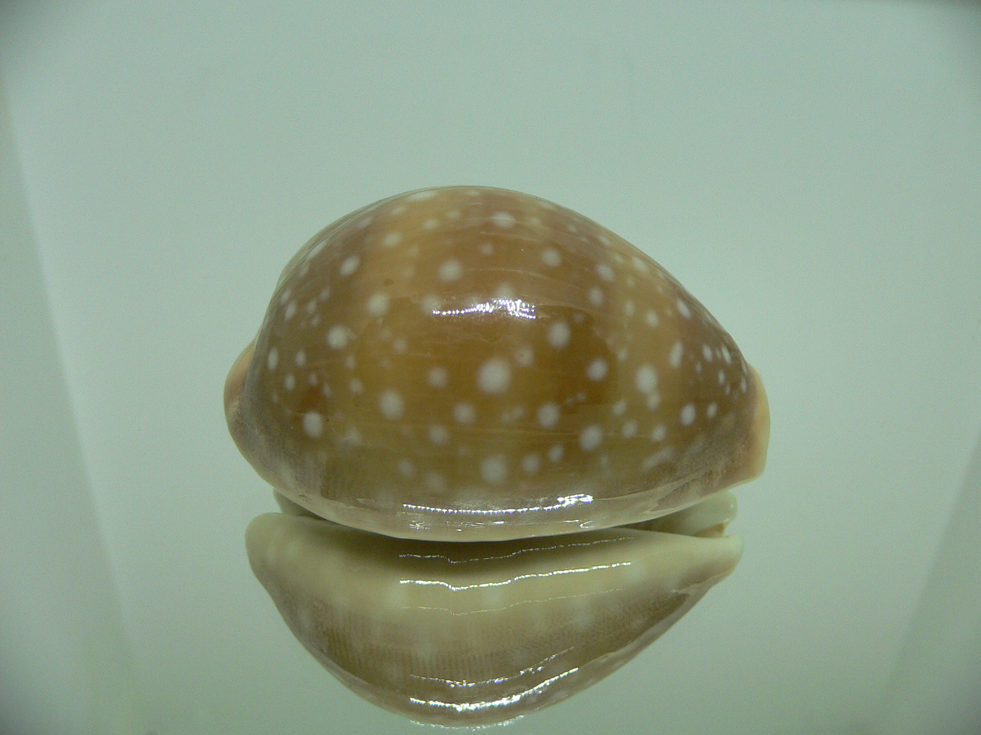 Cypraea vitellus vitellus GLOBOSE