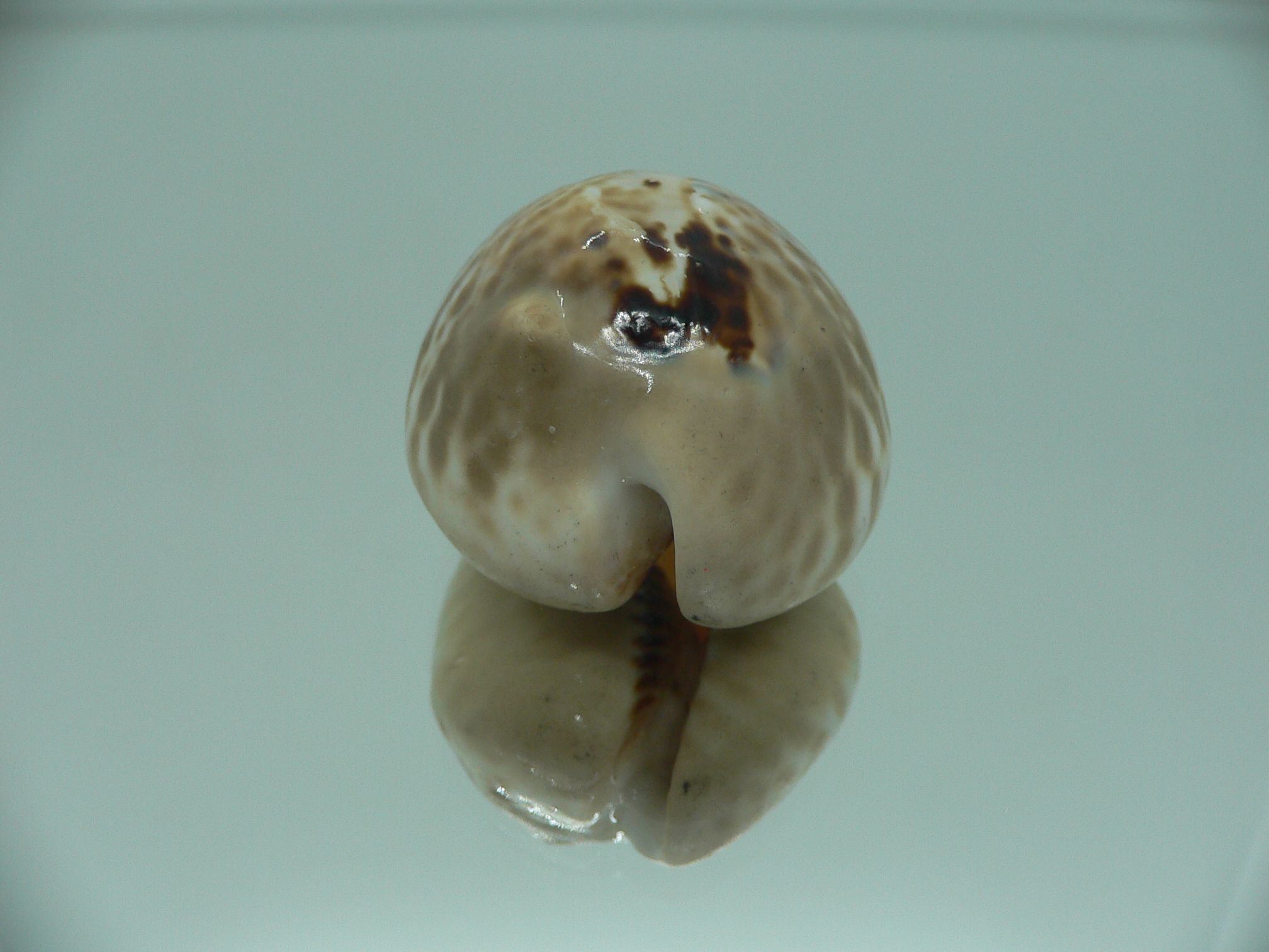 Сypraea mus bicornis donmoorei (var.) 1