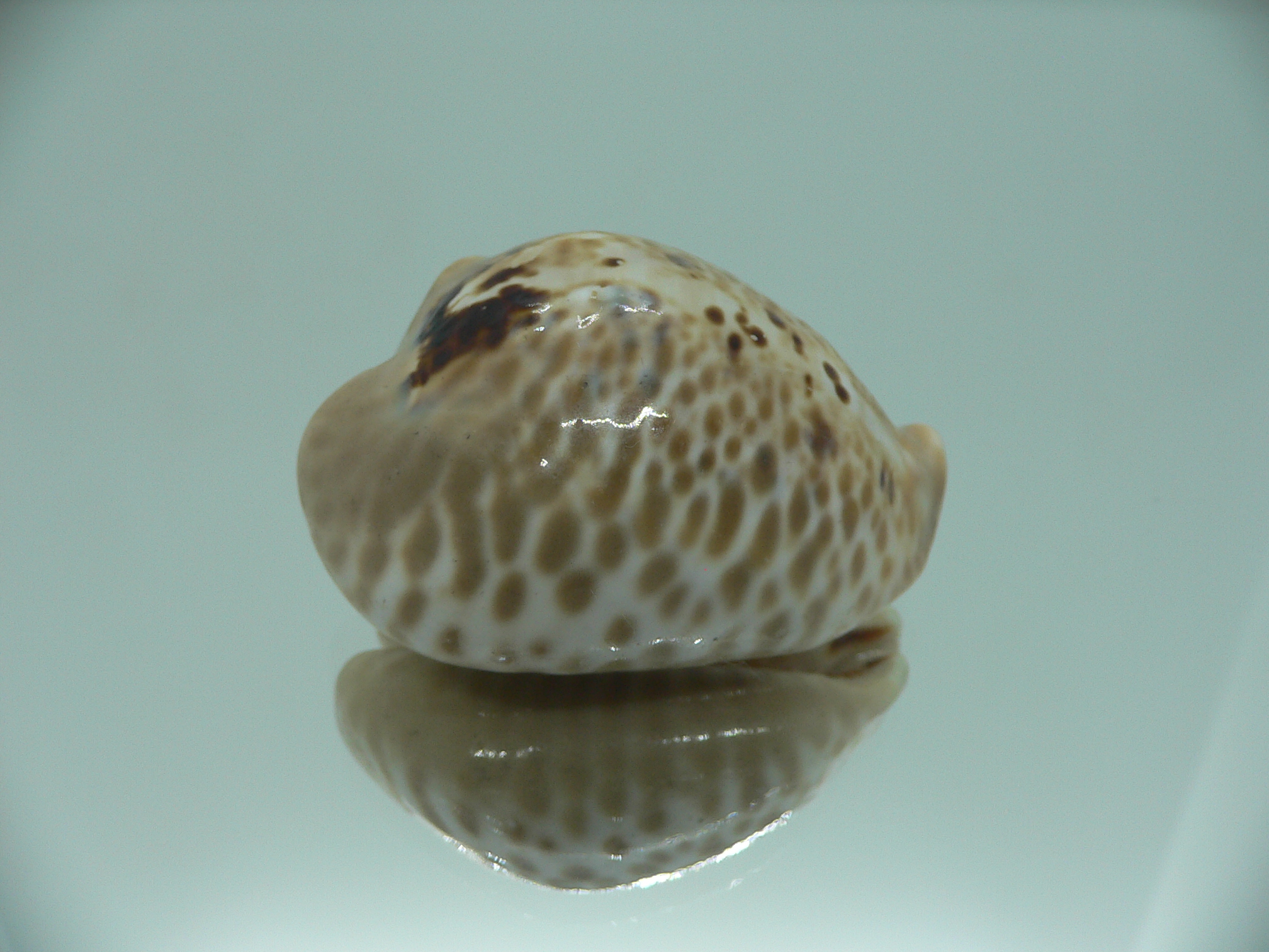 Сypraea mus bicornis donmoorei (var.) 1