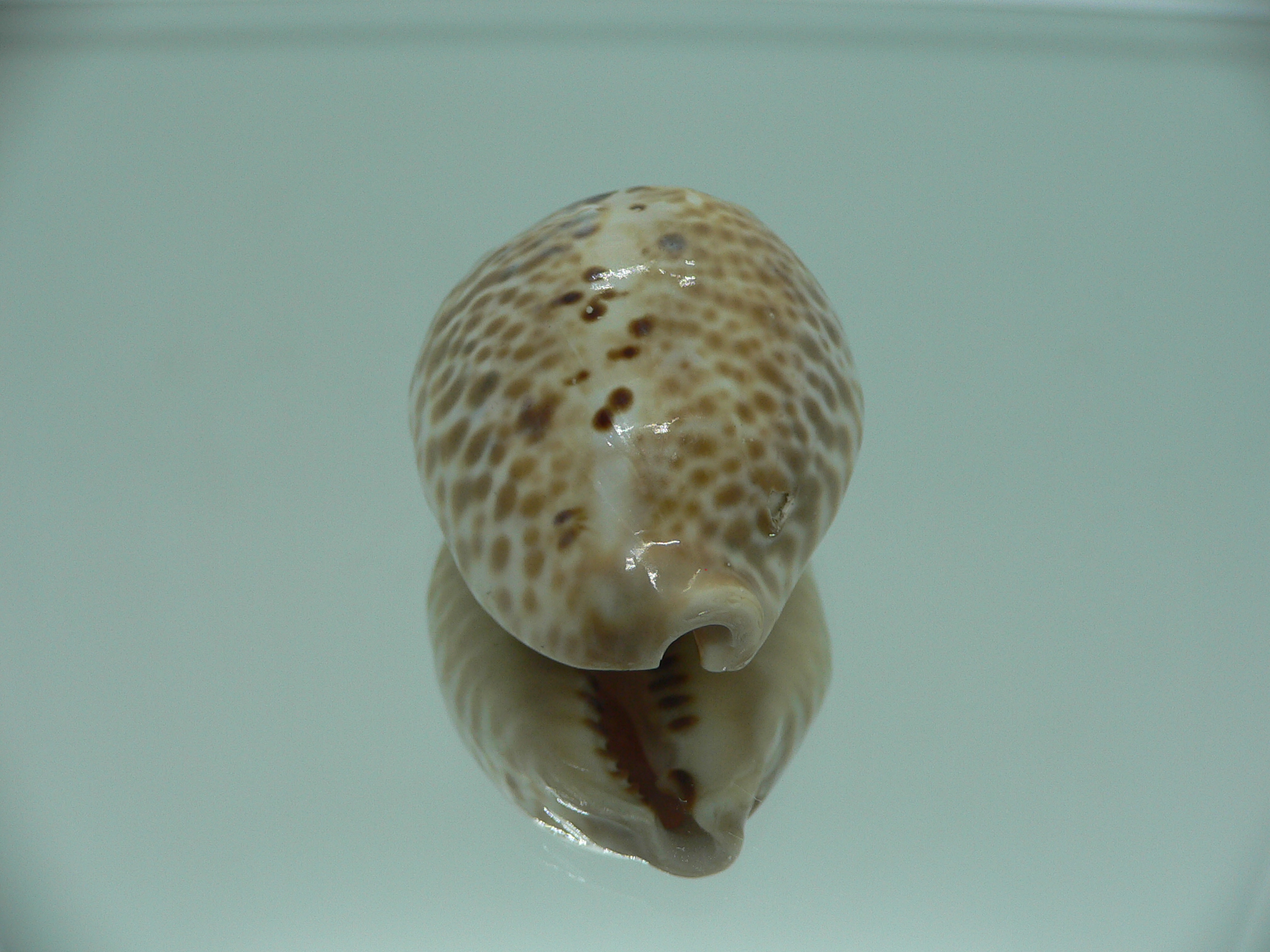 Сypraea mus bicornis donmoorei (var.) 1