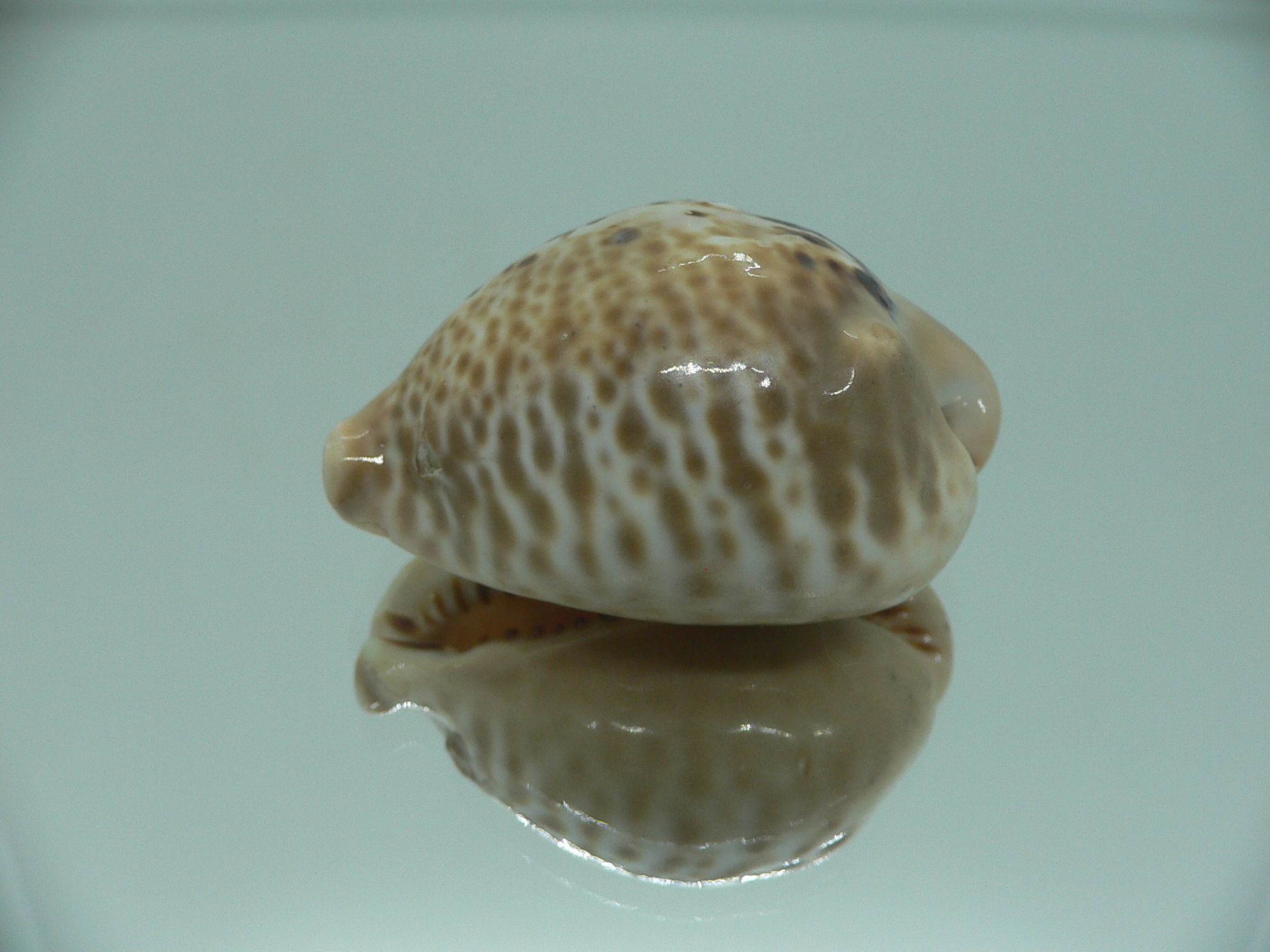 Сypraea mus bicornis donmoorei (var.) 1