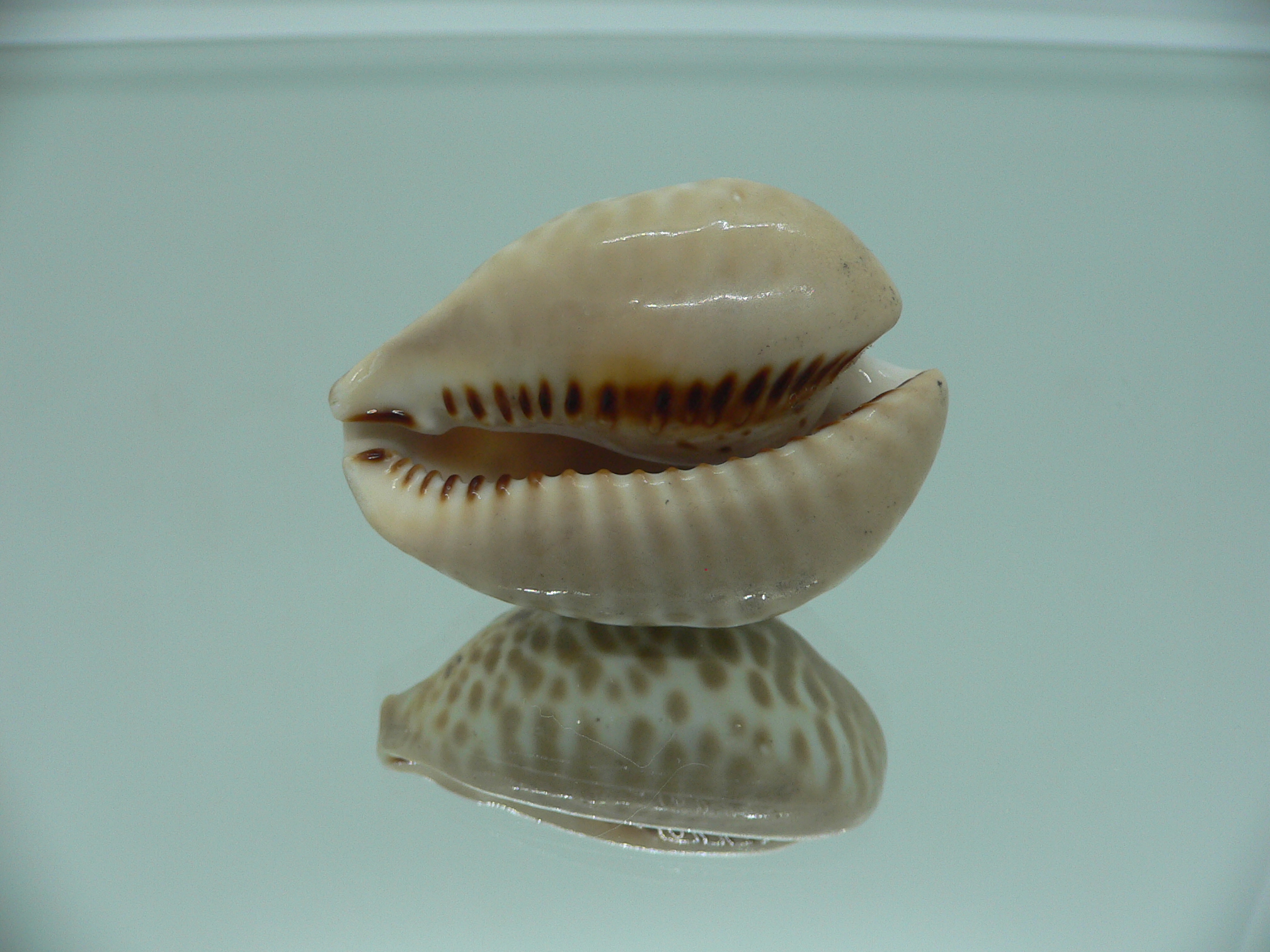 Сypraea mus bicornis donmoorei (var.) 1