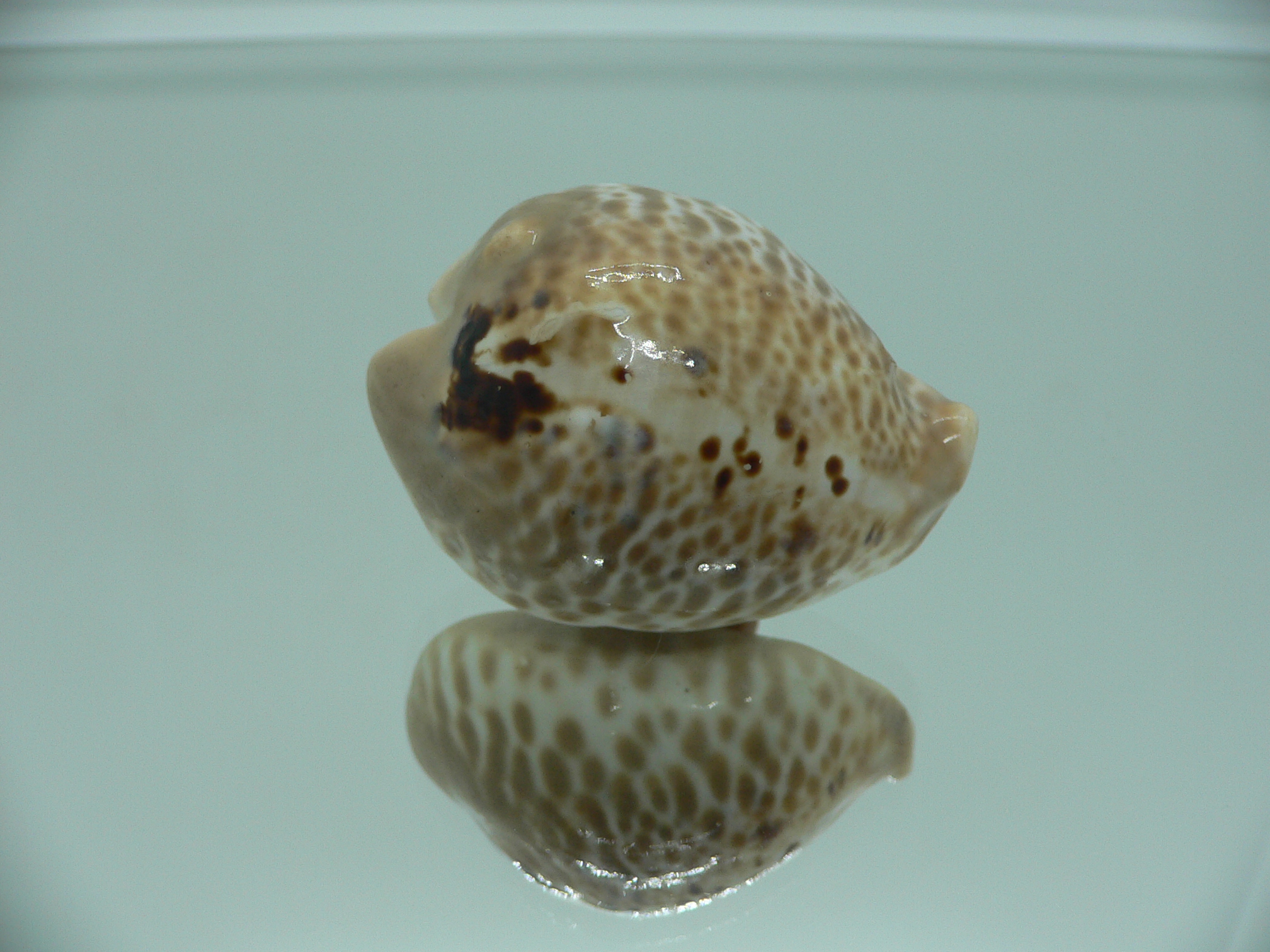 Сypraea mus bicornis donmoorei (var.) 1