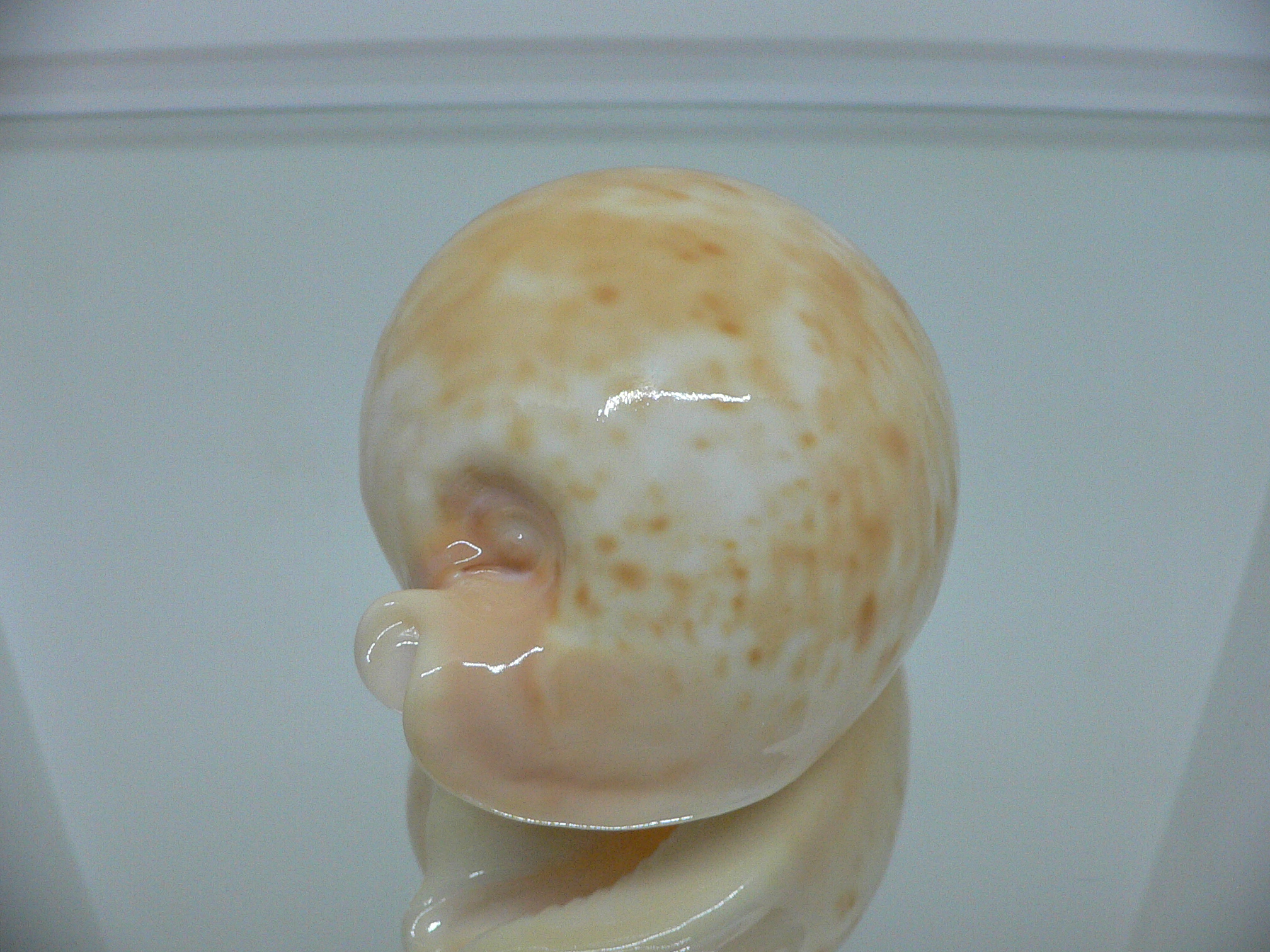 Cypraea armeniaca armeniaca SUPER GLOBOSE