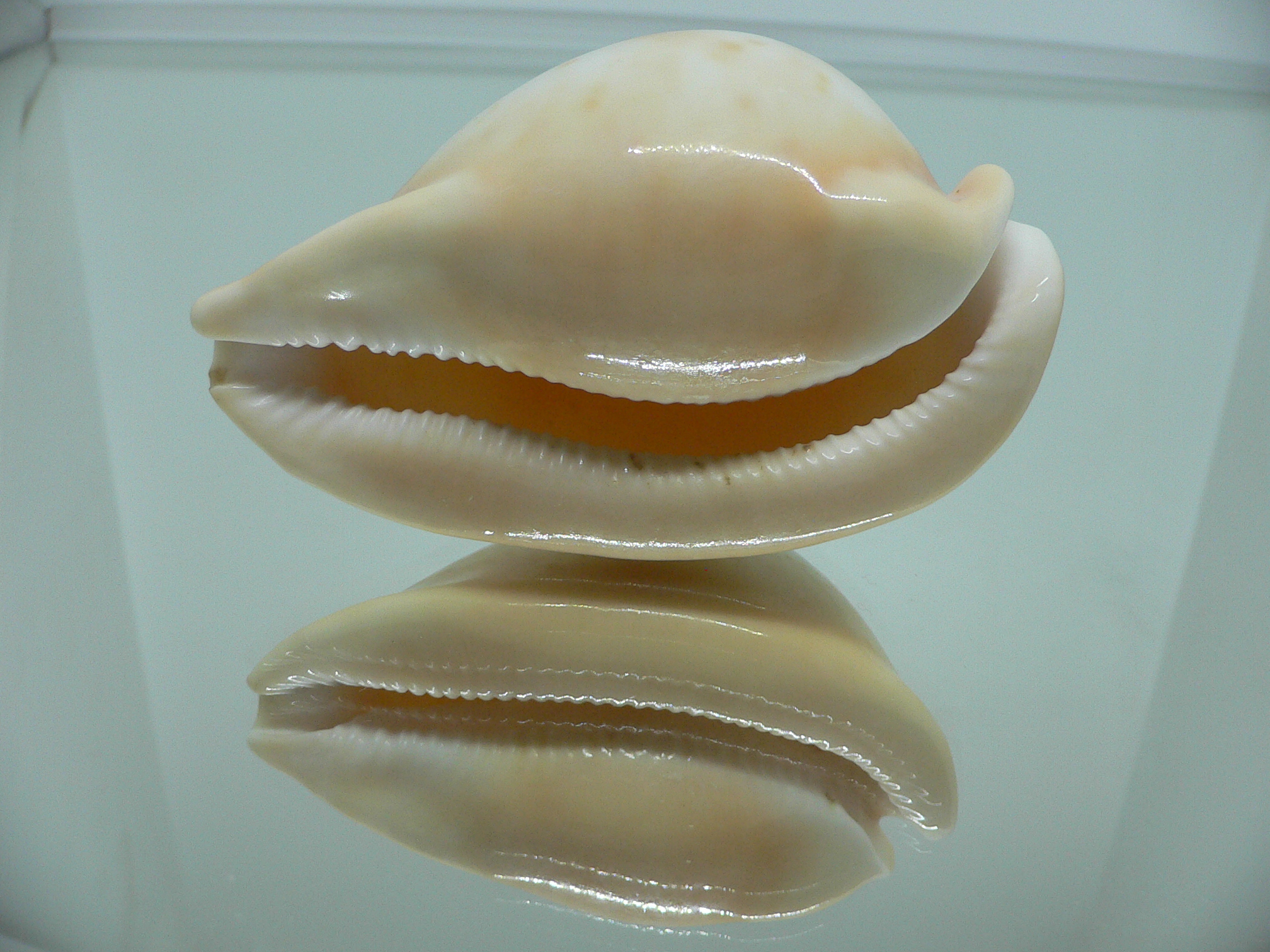 Cypraea armeniaca armeniaca 1