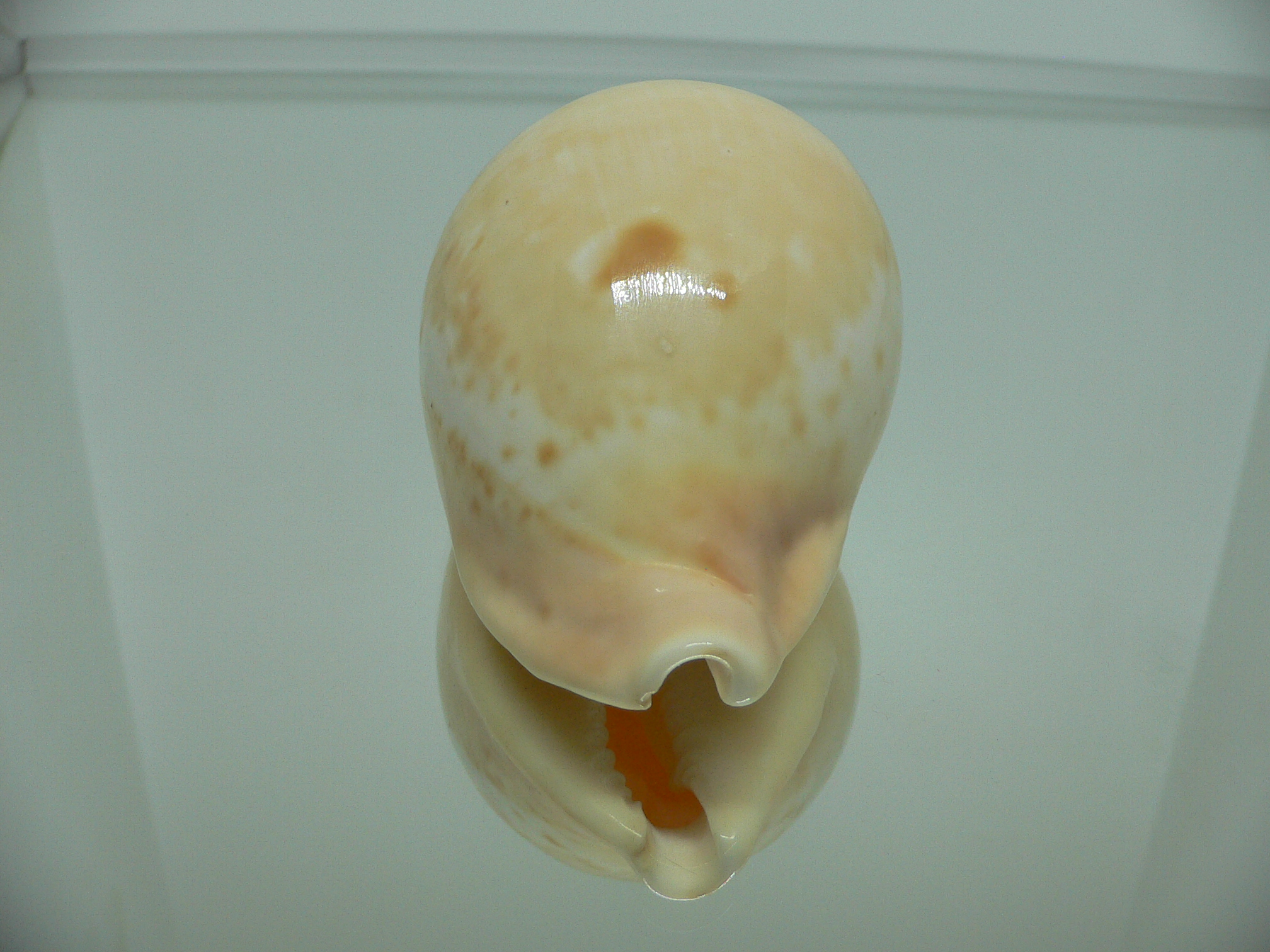 Cypraea armeniaca armeniaca 1