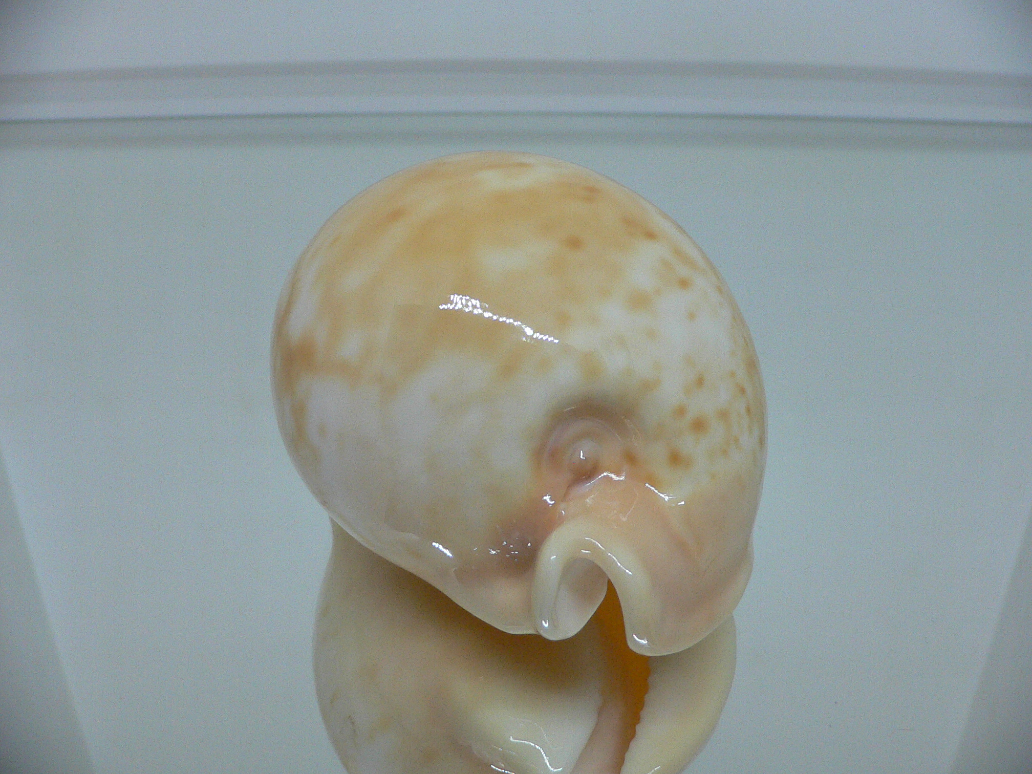 Cypraea armeniaca armeniaca SUPER GLOBOSE