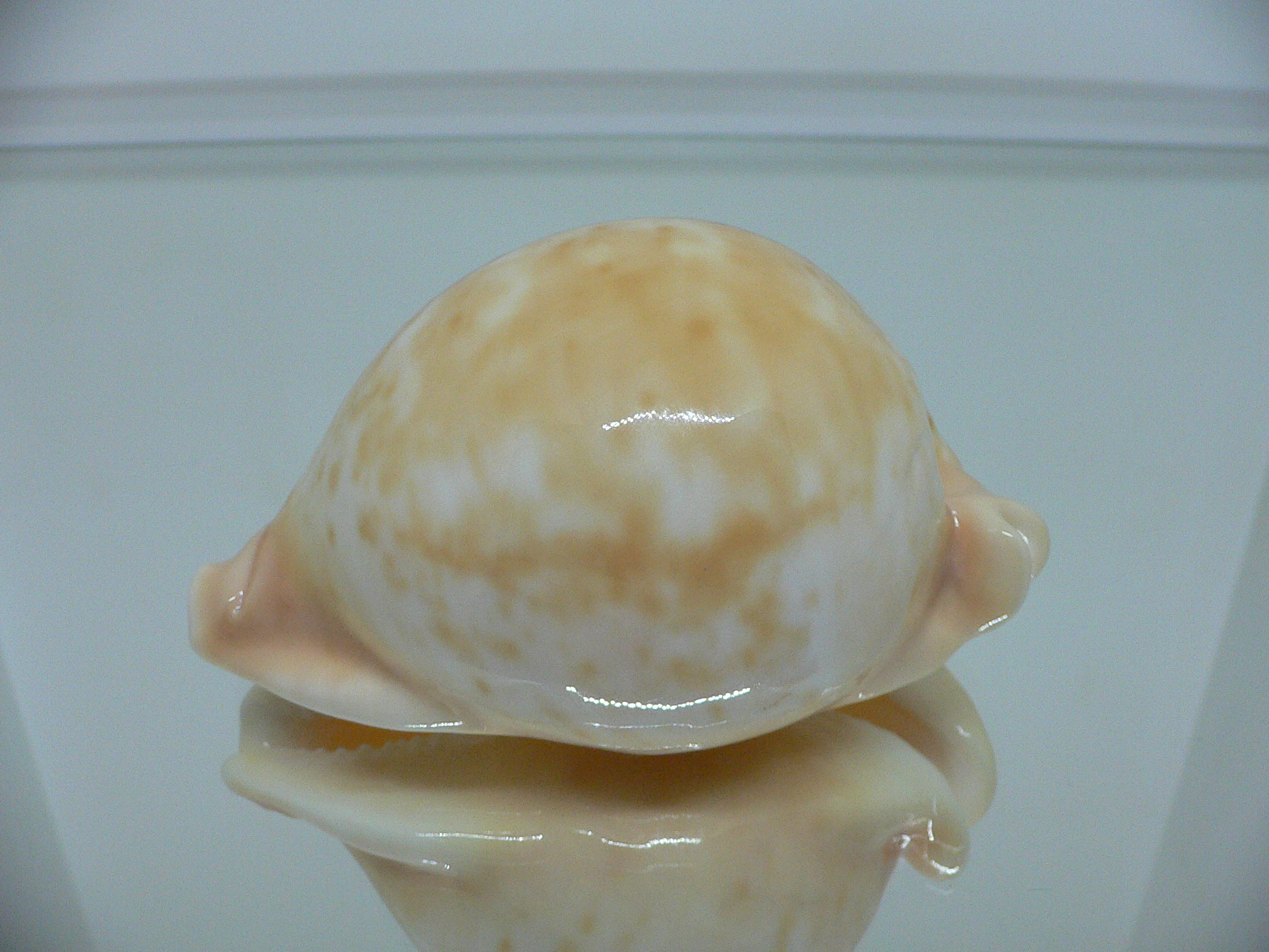 Cypraea armeniaca armeniaca SUPER GLOBOSE