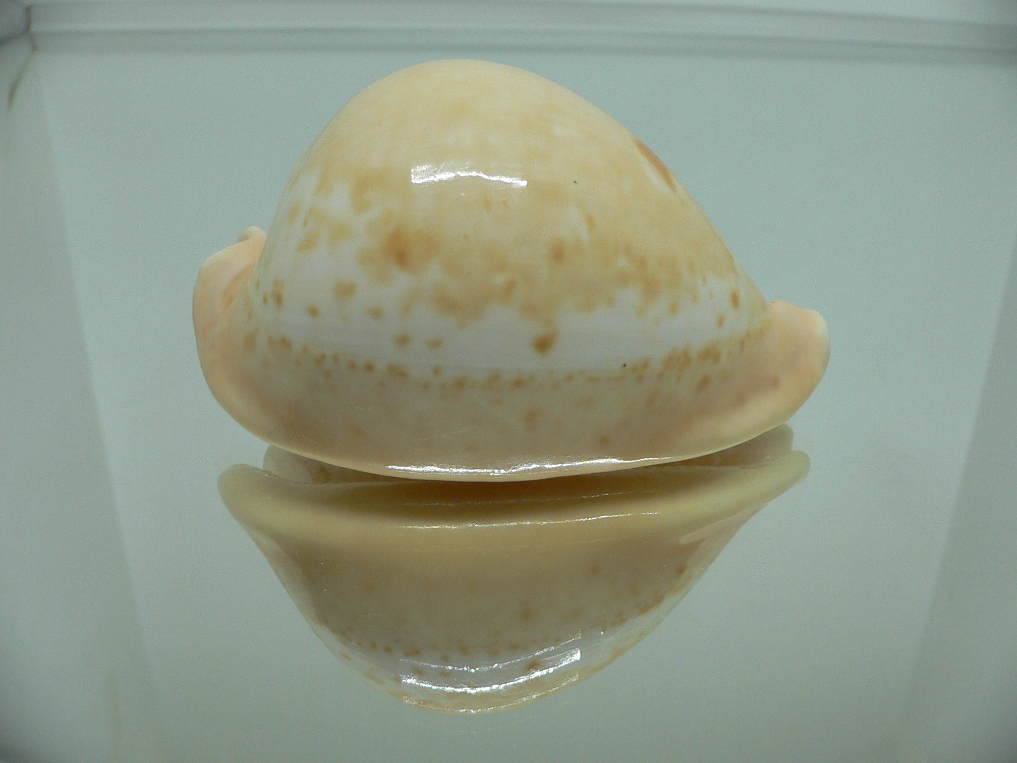 Cypraea armeniaca armeniaca 1