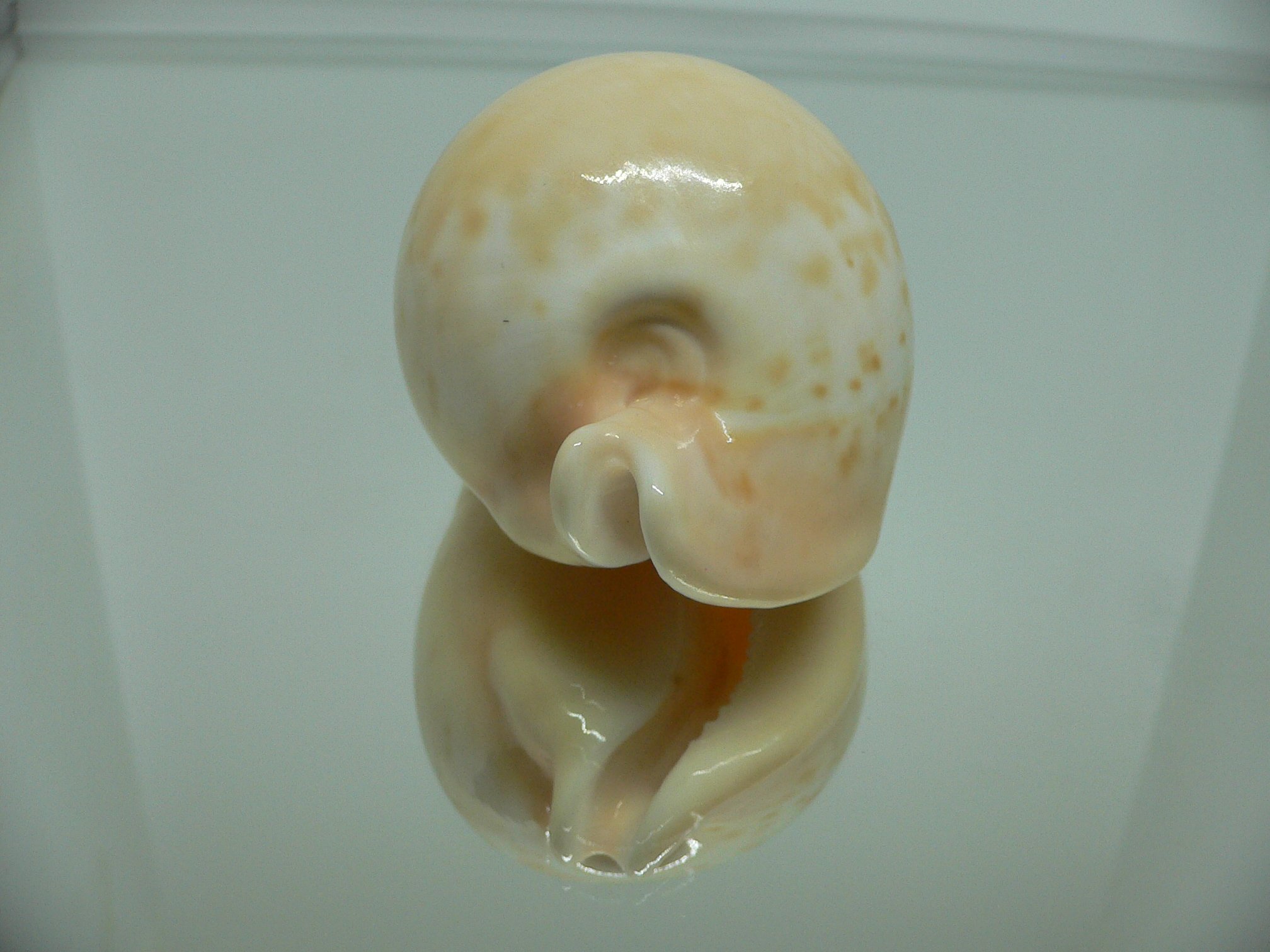 Cypraea armeniaca armeniaca 1