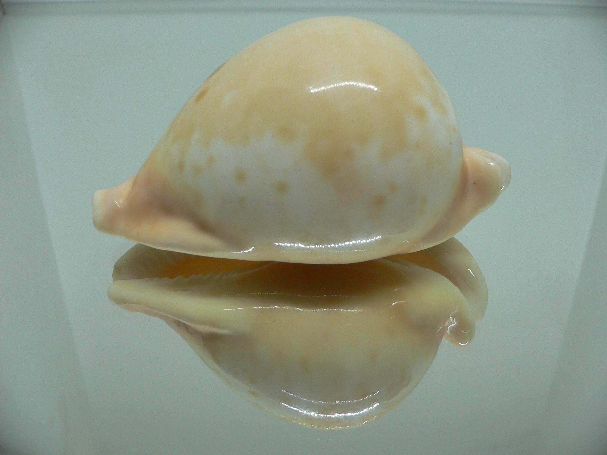 Cypraea armeniaca armeniaca 1