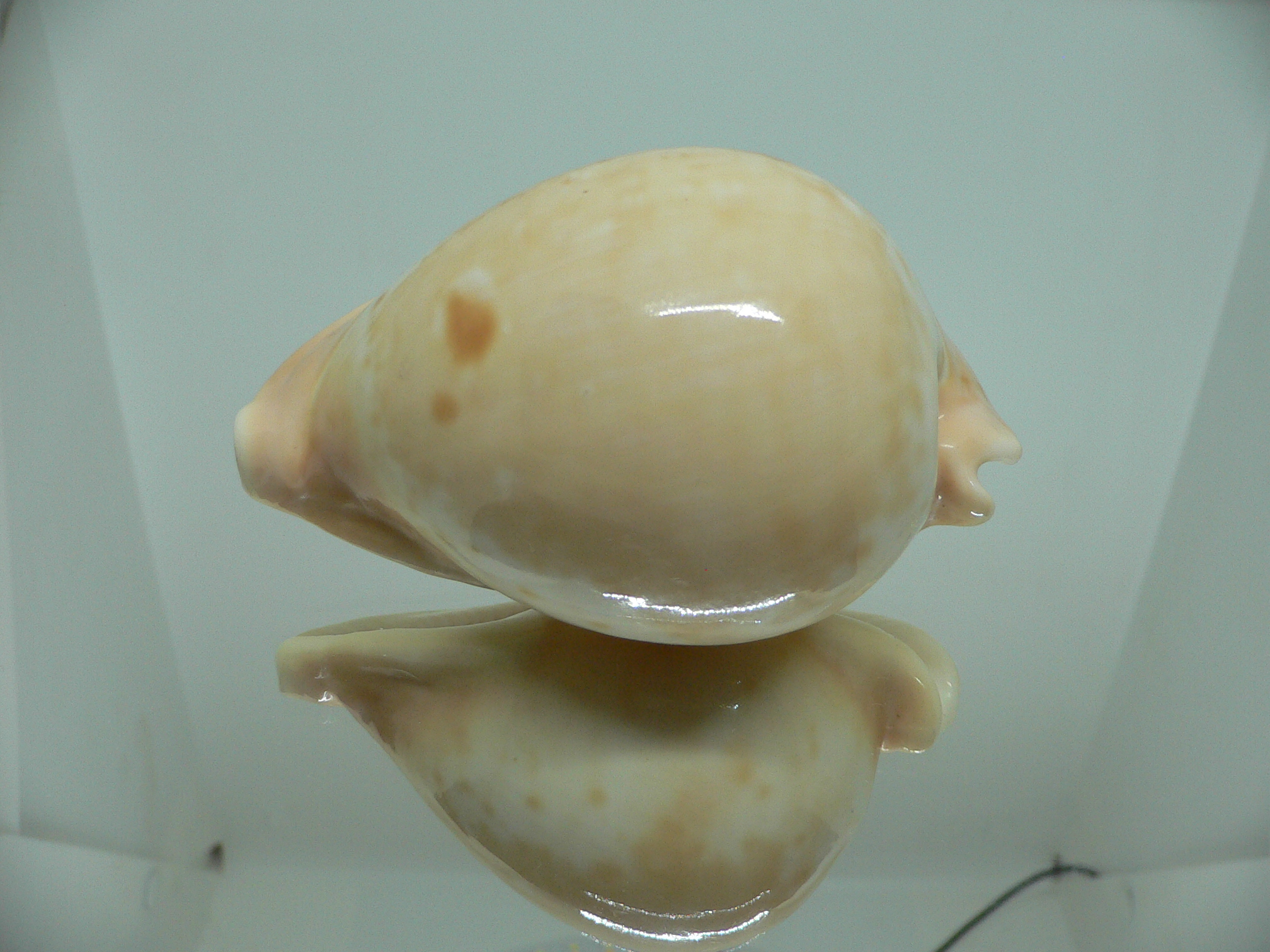 Cypraea armeniaca armeniaca 1