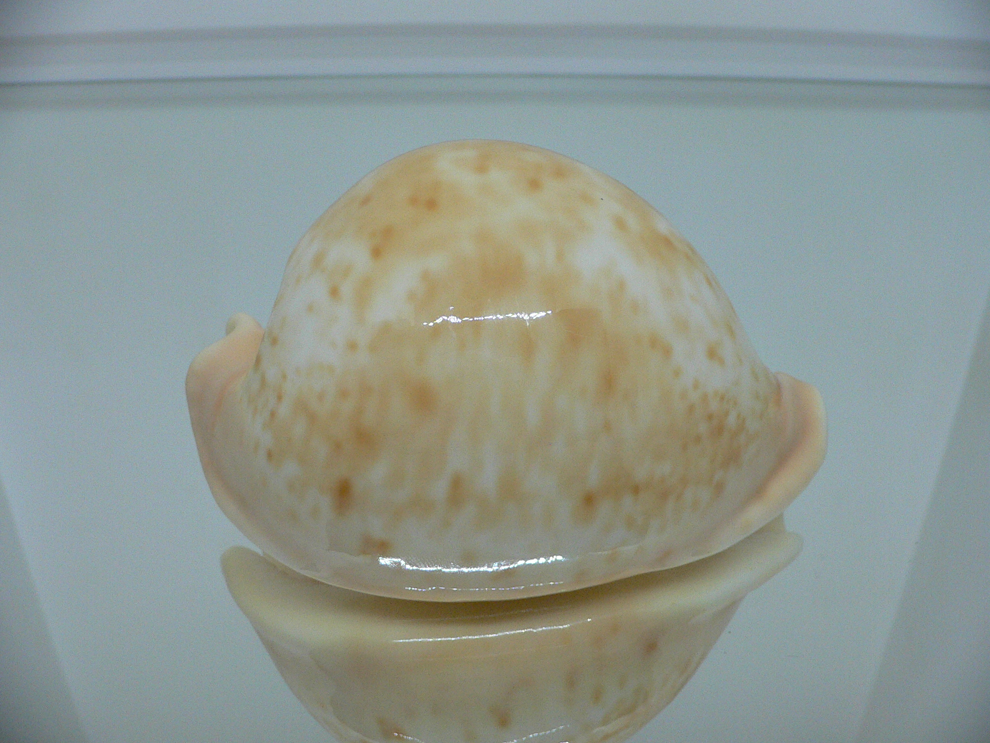 Cypraea armeniaca armeniaca SUPER GLOBOSE